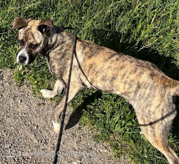 Enlarge Lily, a ADOPTABLE mixed breed in Aurora, IL image 5/6