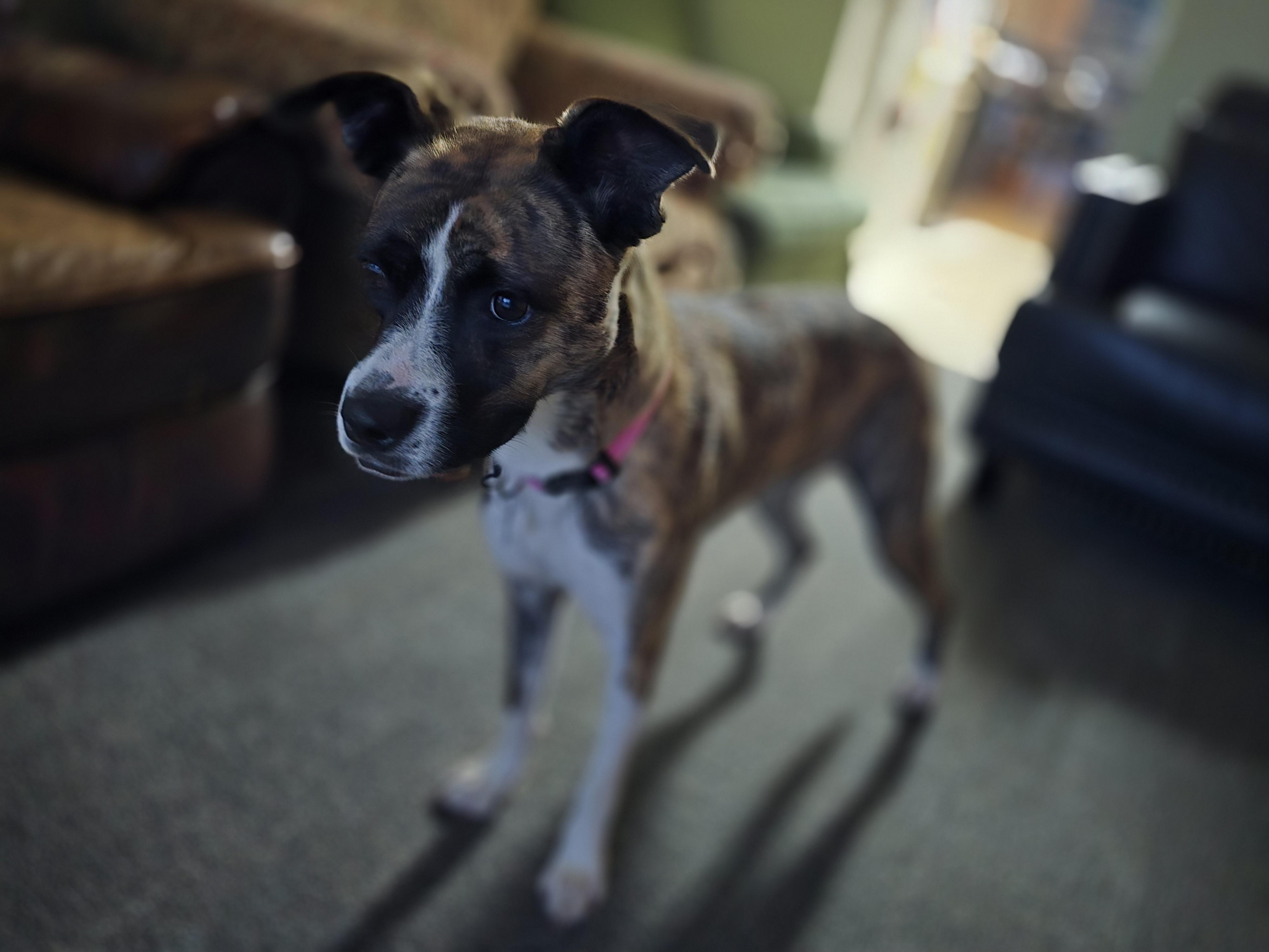 Enlarge Lily, a ADOPTABLE mixed breed in Aurora, IL image 4/6