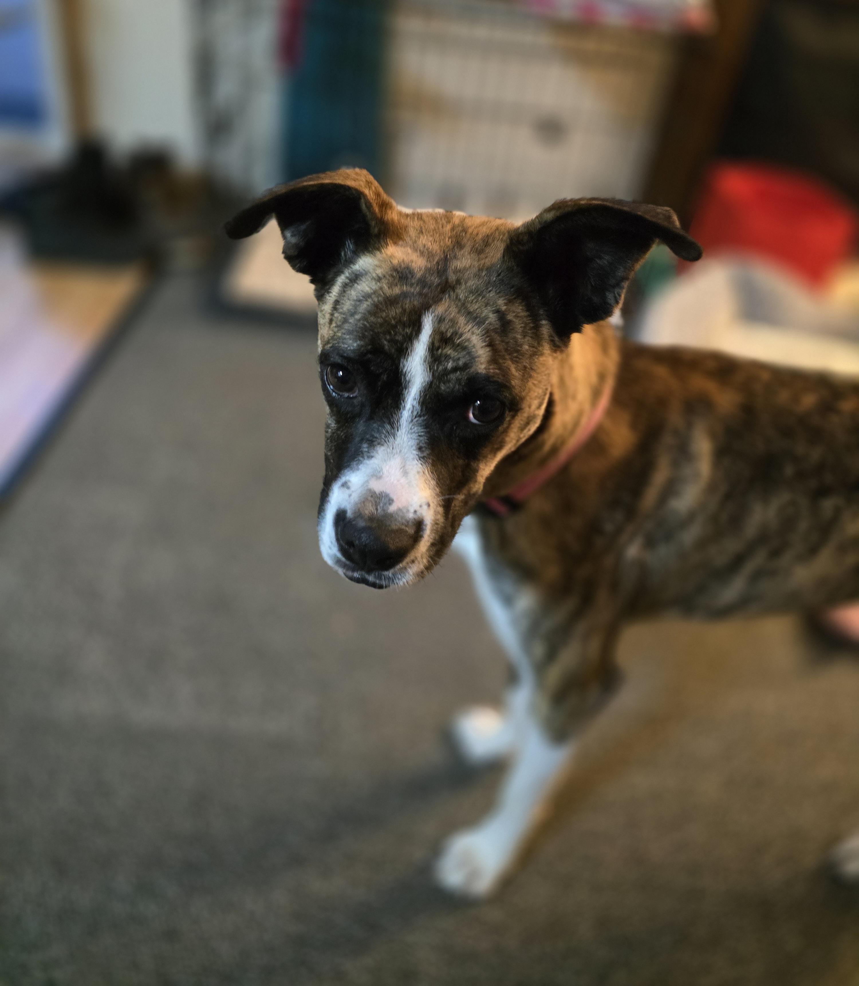 Lily, ADOPTABLE, Young Female Boxer.