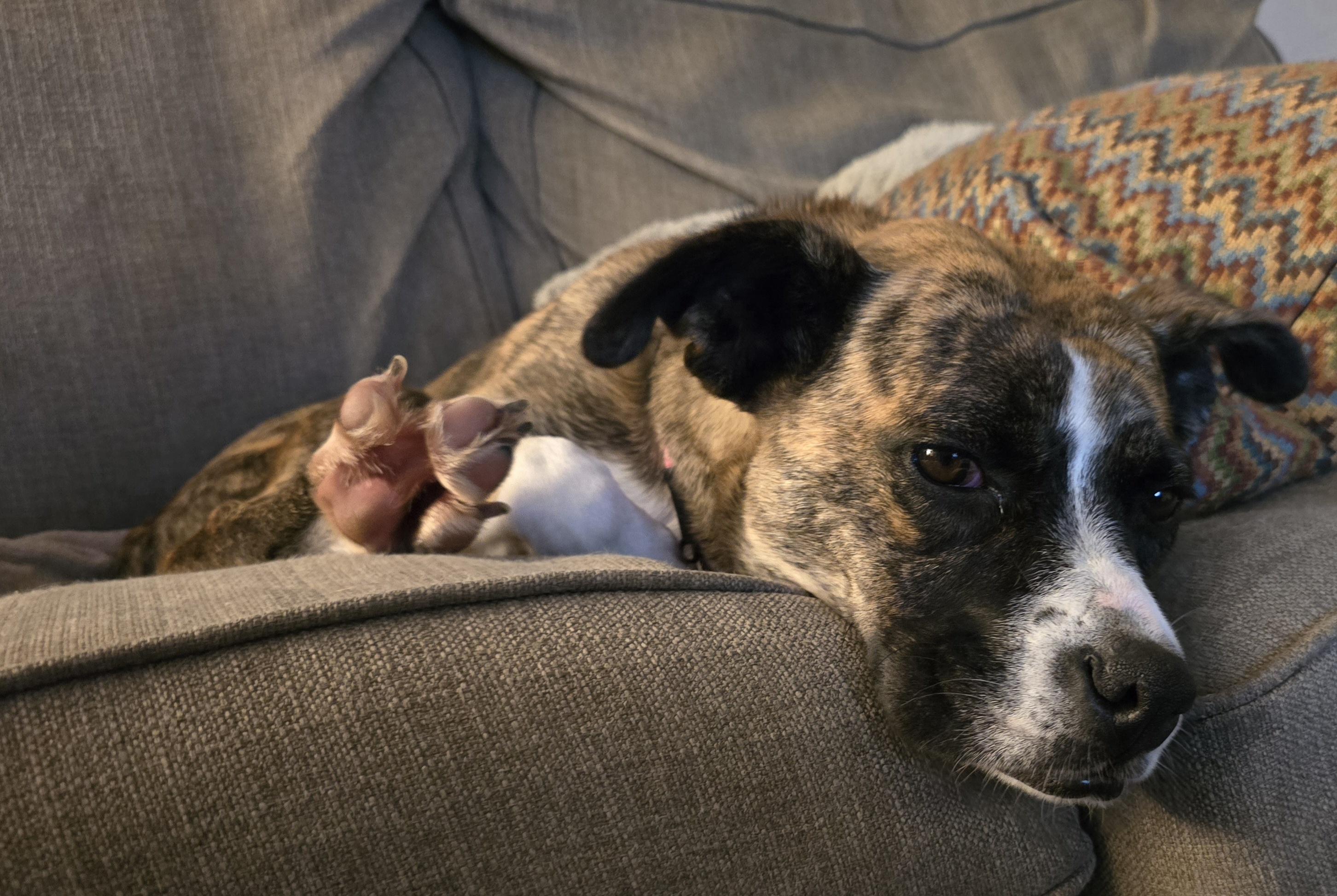 Enlarge Lily, a ADOPTABLE mixed breed in Aurora, IL image 3/6