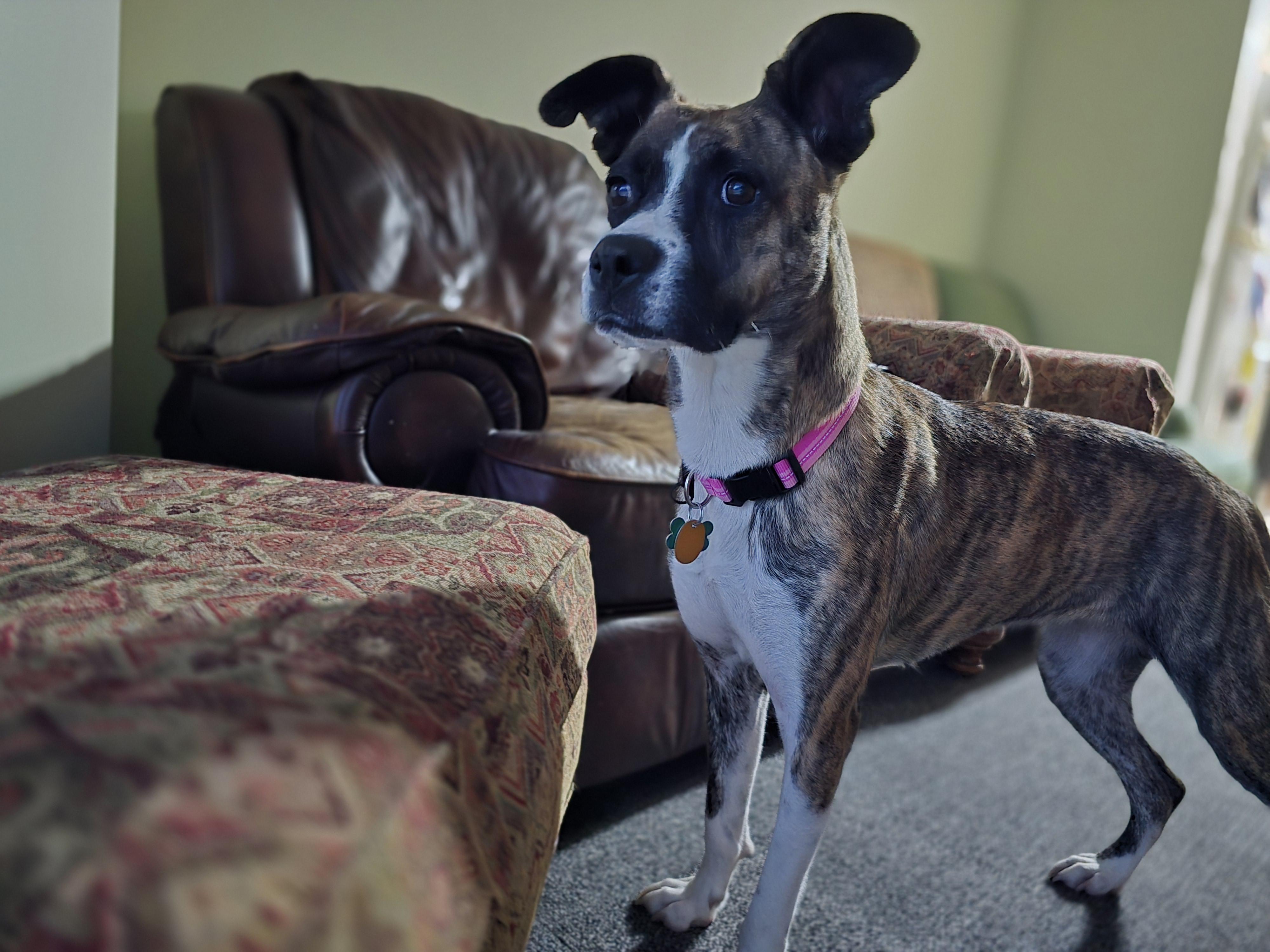 Enlarge Lily, a ADOPTABLE mixed breed in Aurora, IL image 2/6