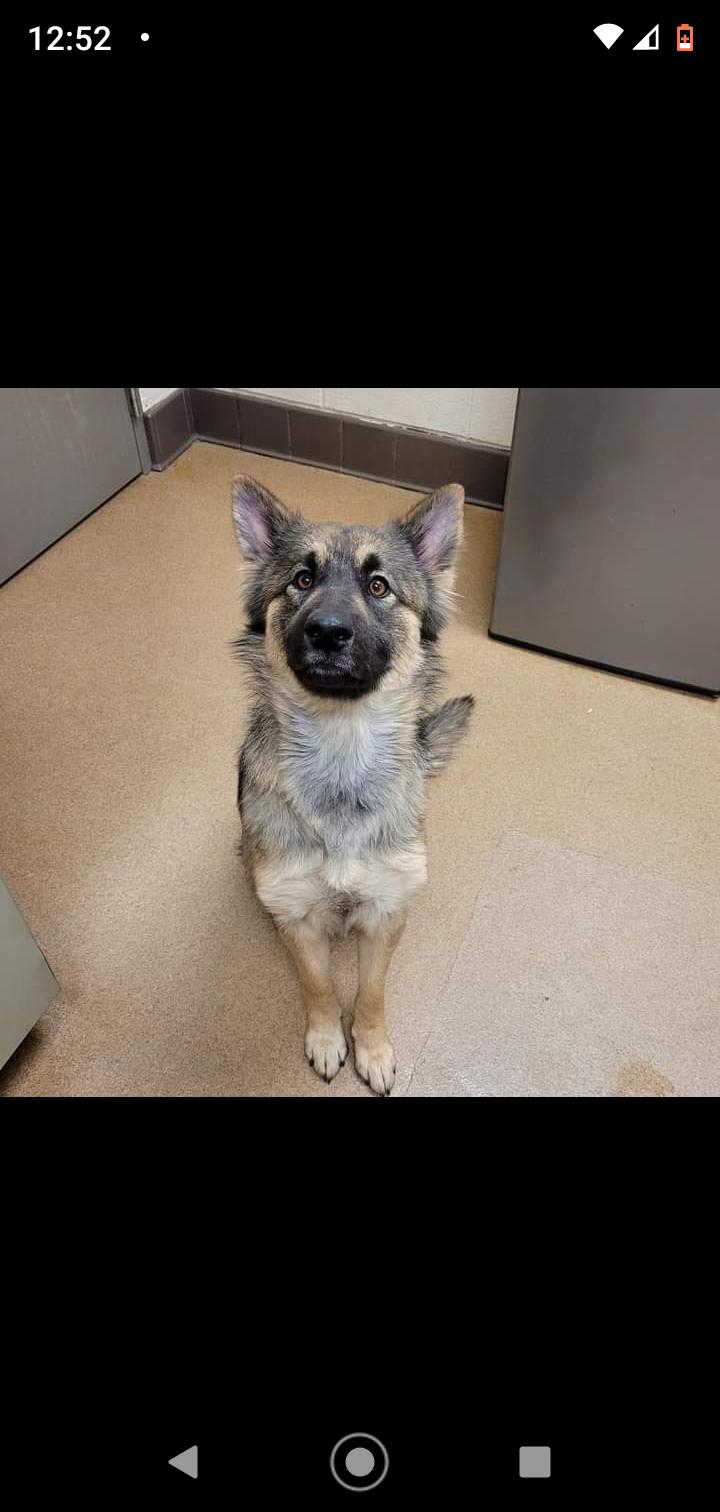 Suzy, Adopted, Adult Female German Shepherd Dog.