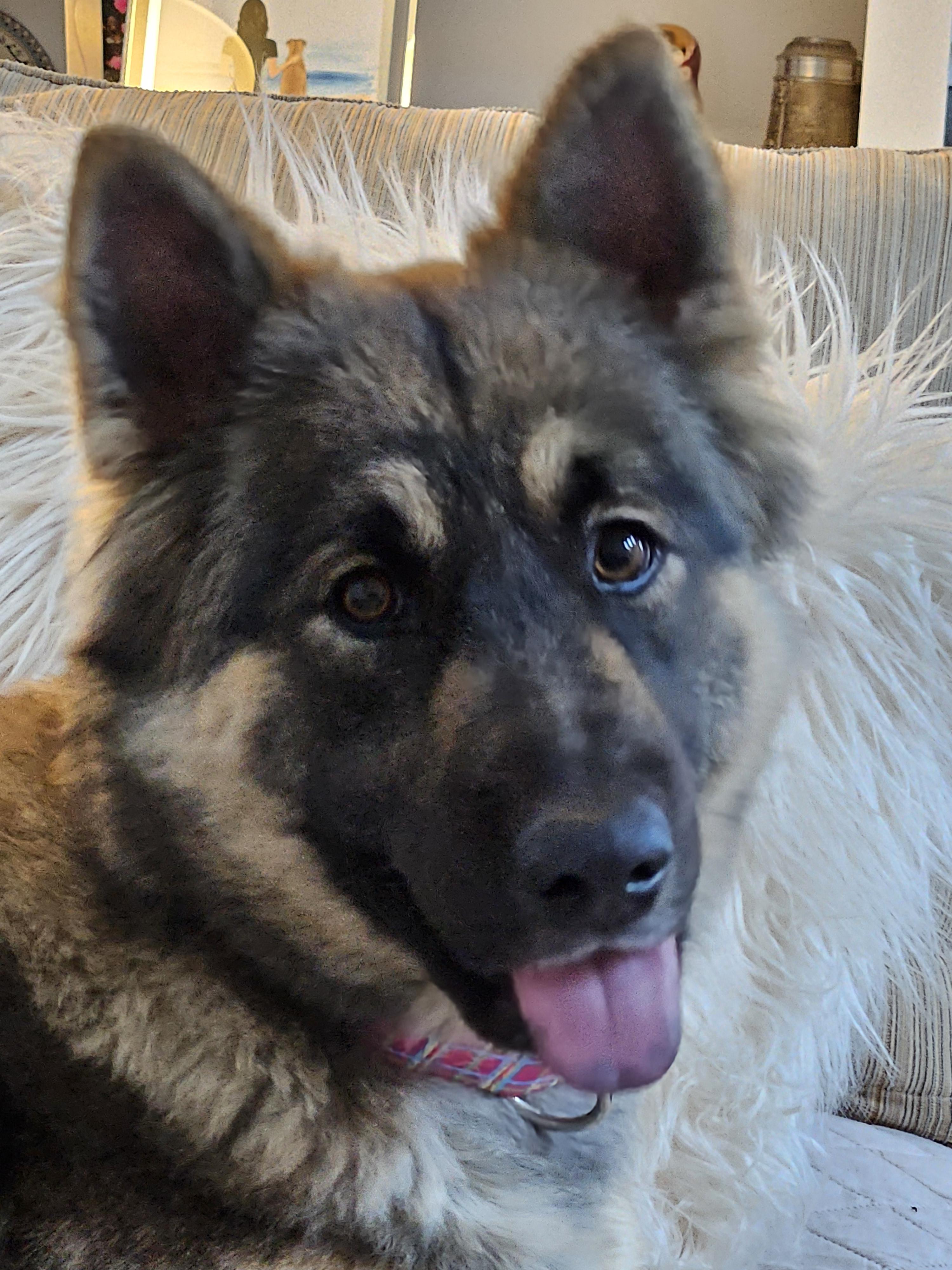 Enlarge Suzy, a Adopted German Shepherd Dog in Seattle, WA image 2/6