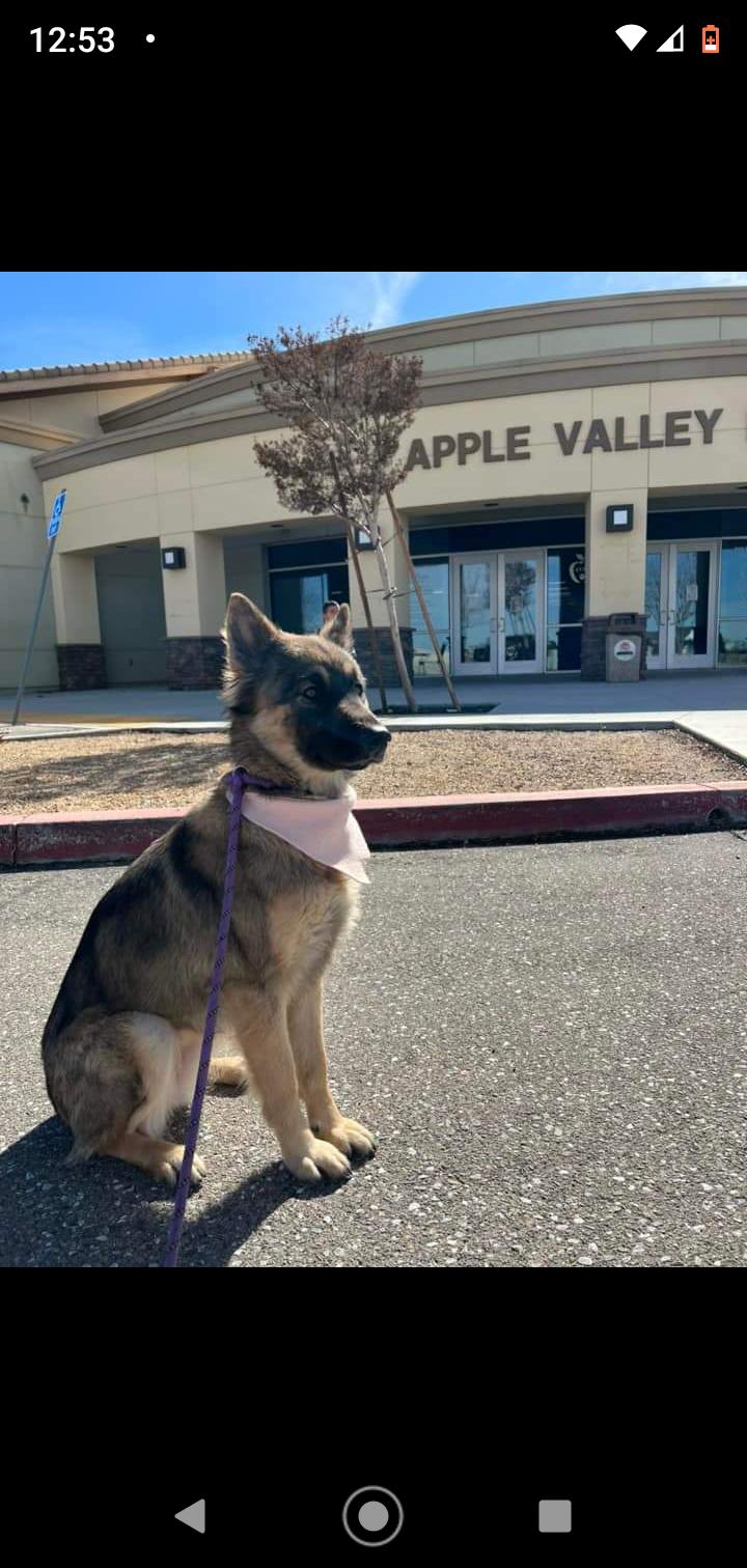 Enlarge Suzy, a Adopted German Shepherd Dog in Seattle, WA image 3/6