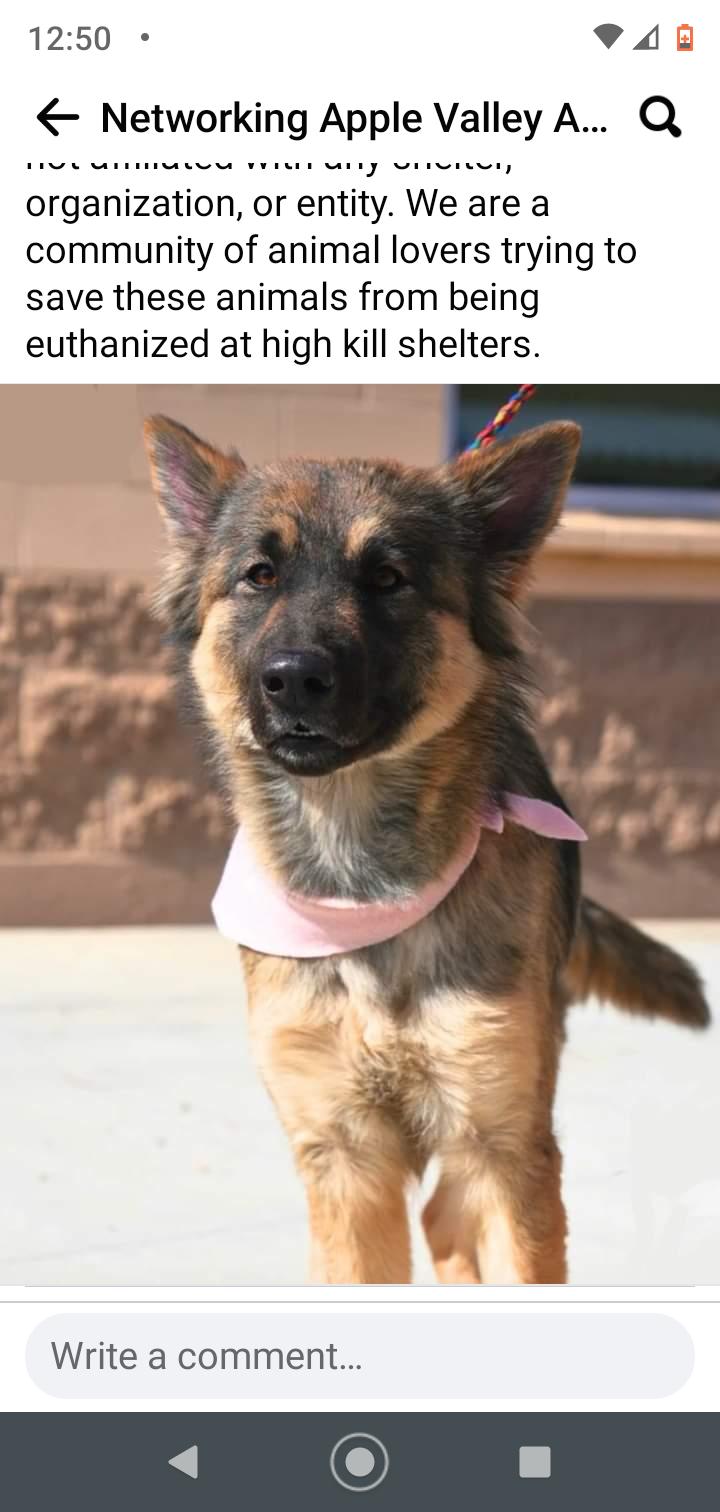 Enlarge Suzy, a Adopted German Shepherd Dog in Seattle, WA image 4/6