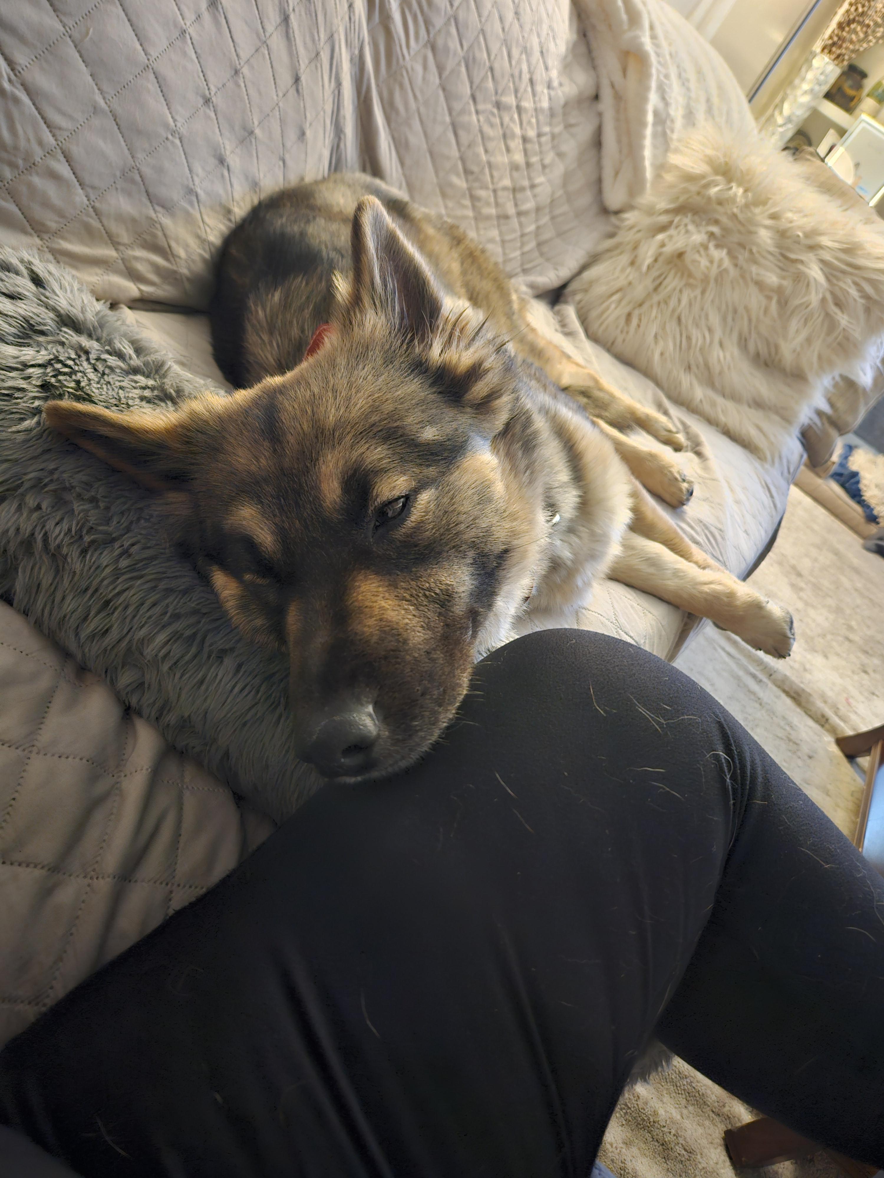 Enlarge Suzy, a Adopted German Shepherd Dog in Seattle, WA image 5/6