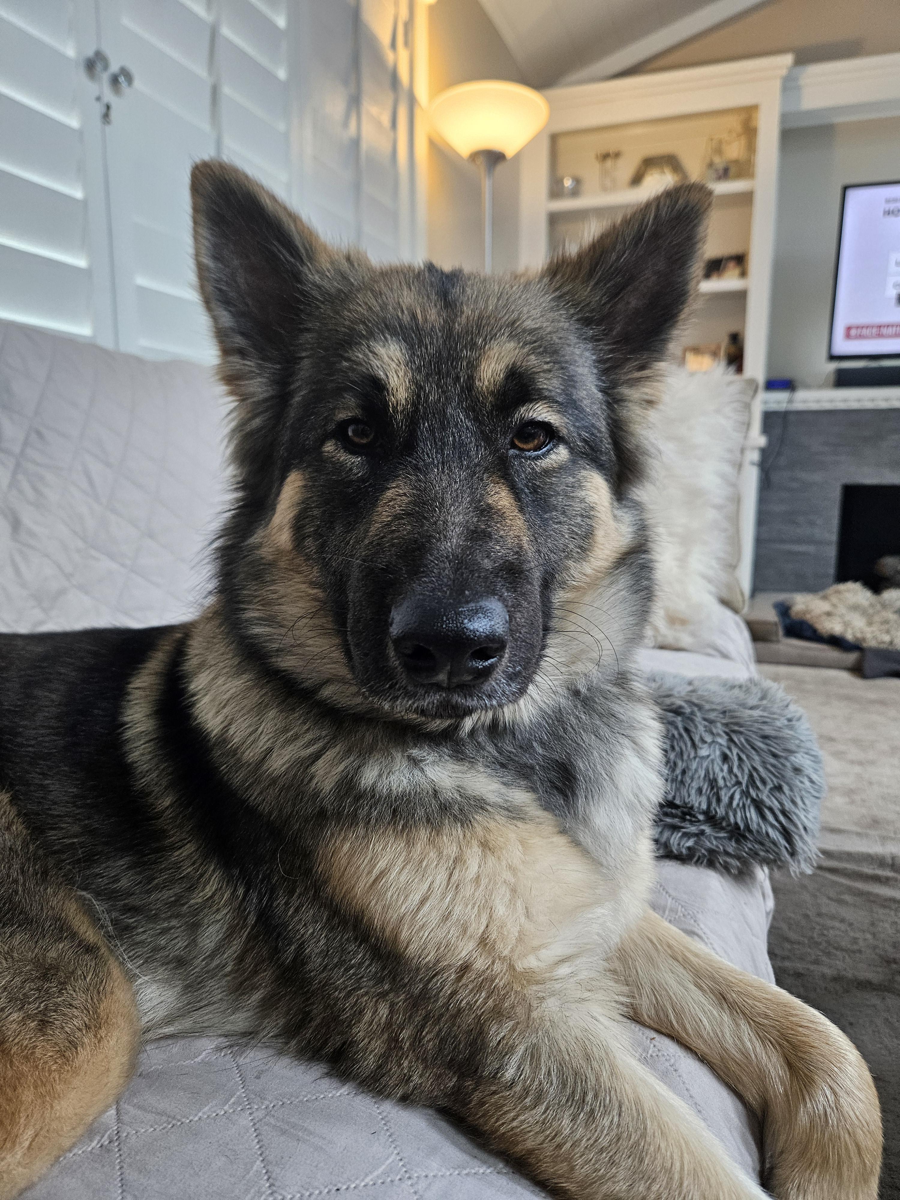 Enlarge Suzy, a Adopted German Shepherd Dog in Seattle, WA image 6/6