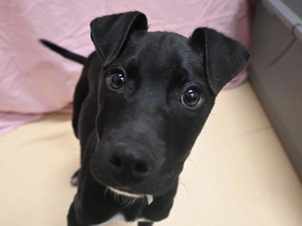Kai, Adoptable, Puppy Male Labrador Retriever & Border Collie.