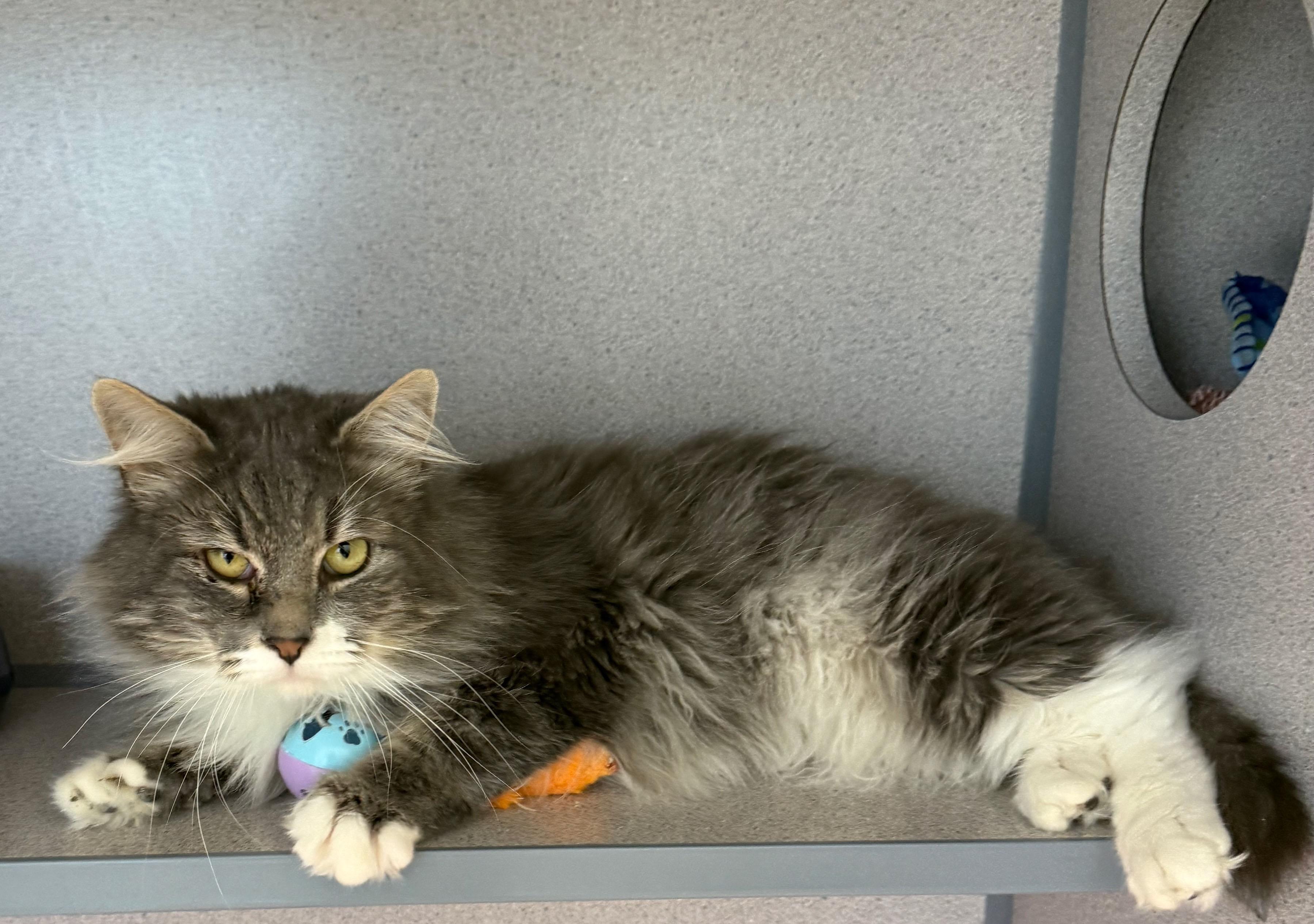 Earl Grey, Adoptable, Adult Male Domestic Long Hair.