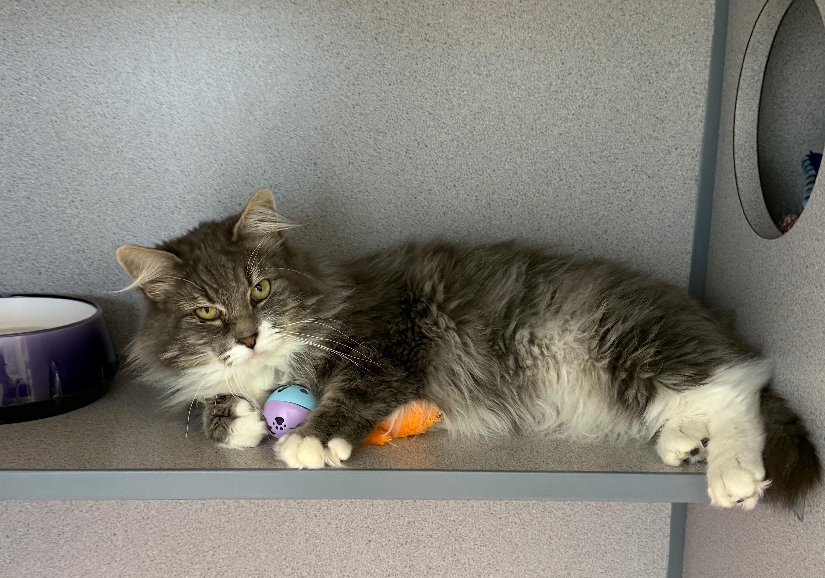Enlarge Earl Grey, a Adoptable Domestic Long Hair in Gardnerville, NV image 2/3