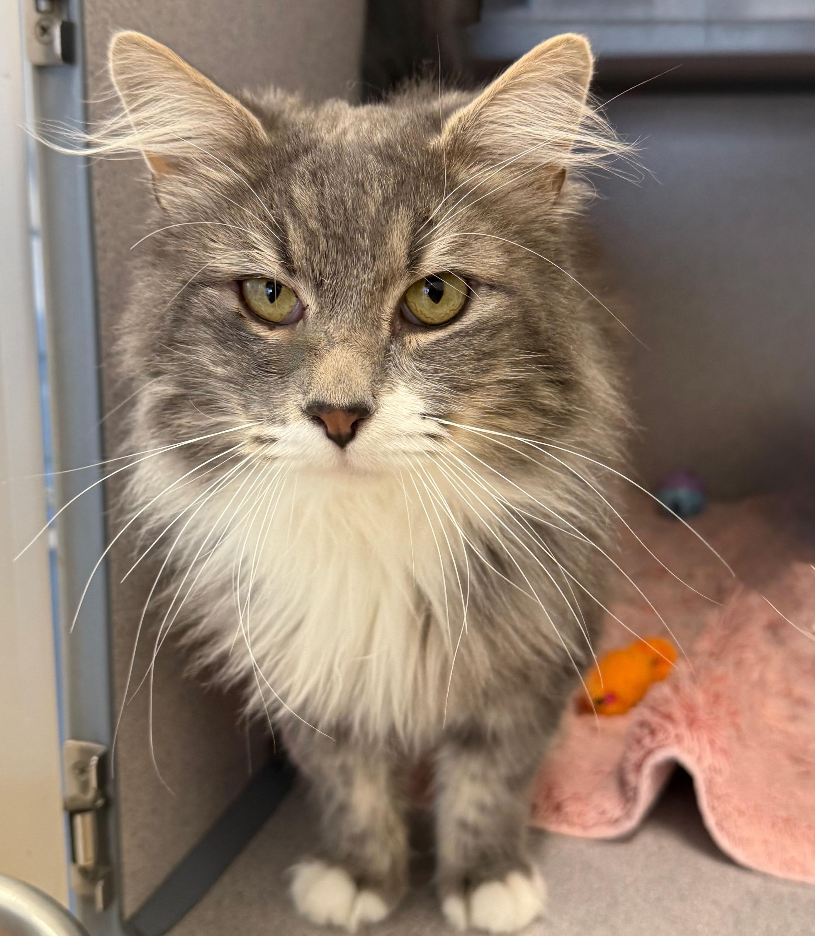 Enlarge Earl Grey, a Adoptable Domestic Long Hair in Gardnerville, NV image 3/3