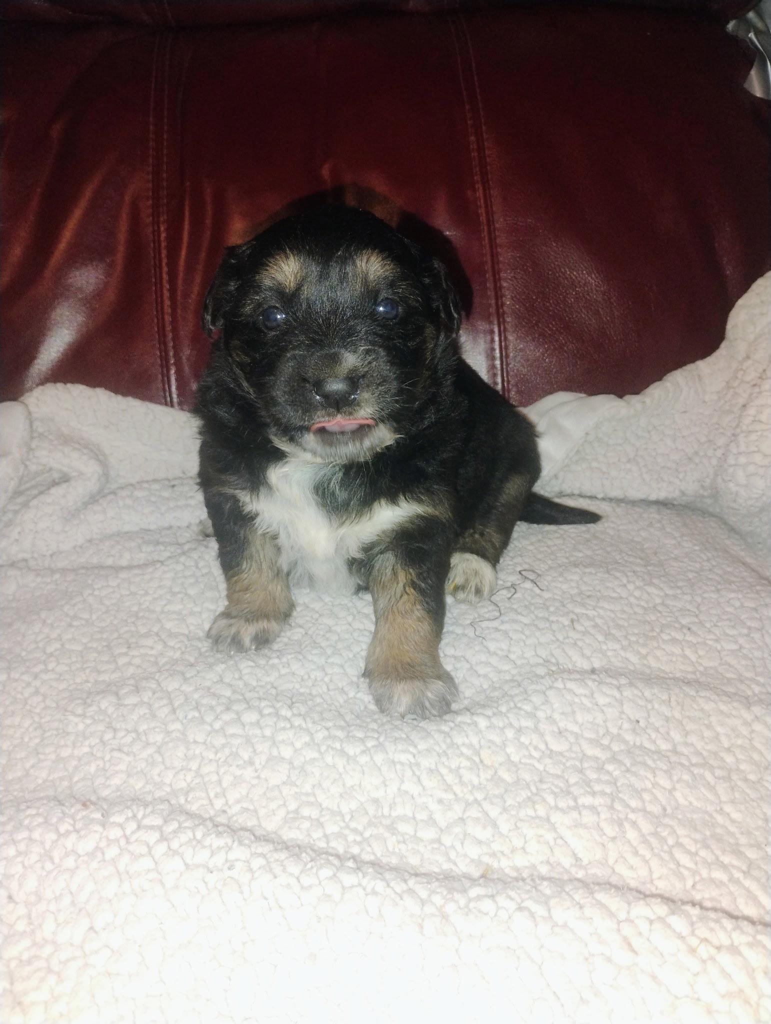 Argon, Adopted, Puppy Female Mixed Breed.