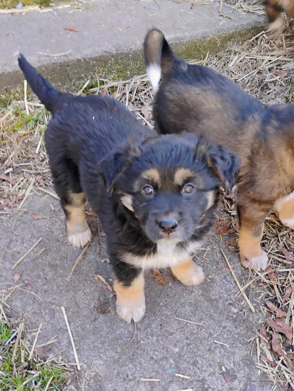Enlarge Argon, a Adopted Mixed Breed in Polson, MT image 2/2
