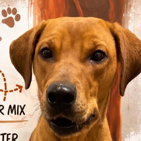 Nala, Adoptable, Adult Female Black Mouth Cur.