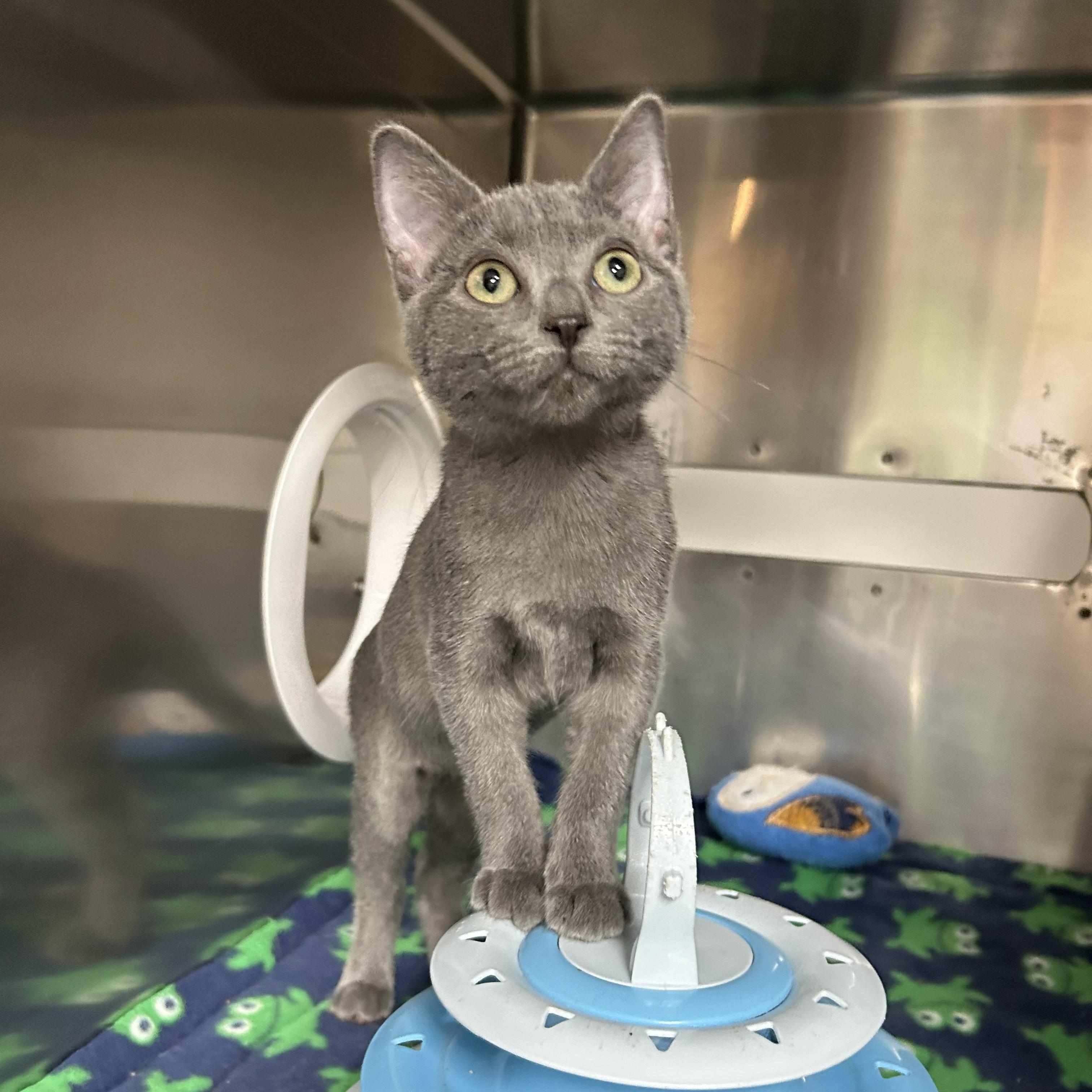 Cricket, an adopted Domestic Short Hair in Crestwood, MO image 5/6
