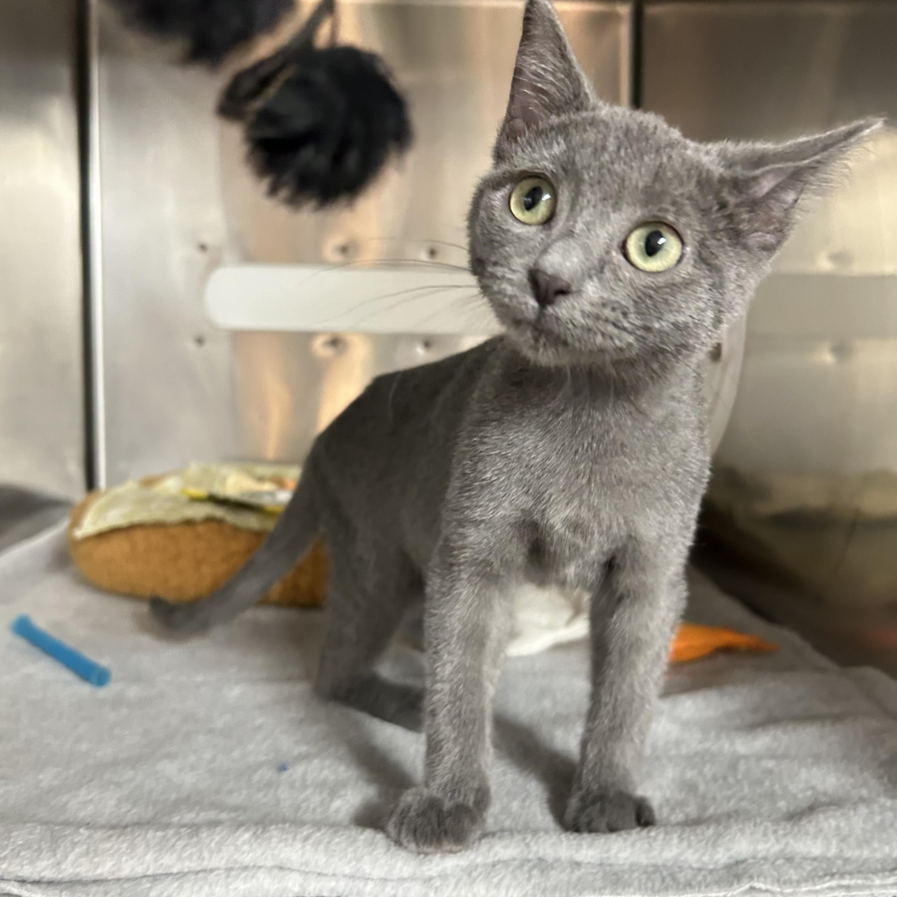 Cricket, adopted, Kitten Female Domestic Short Hair.