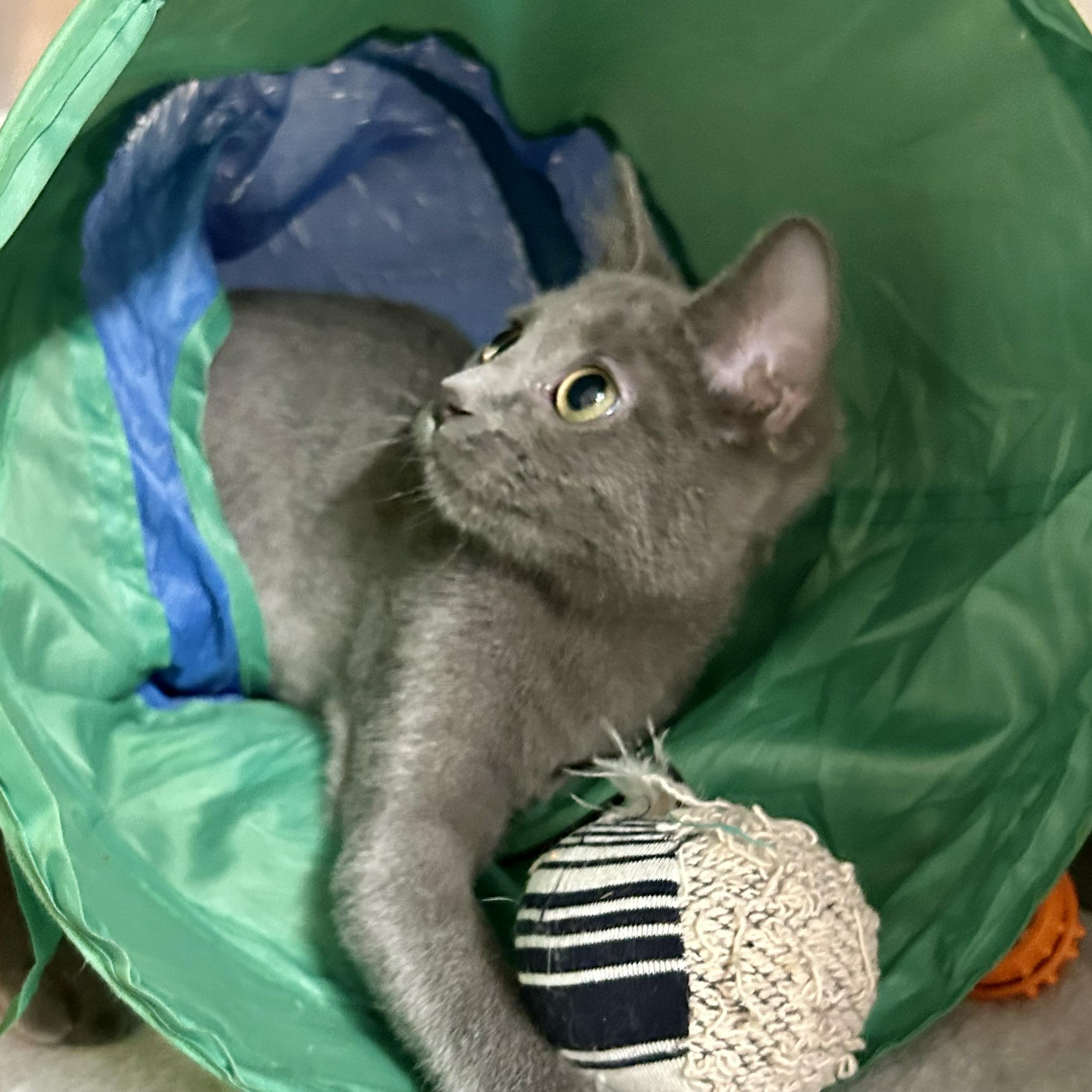 Cricket, an adopted Domestic Short Hair in Crestwood, MO image 4/6