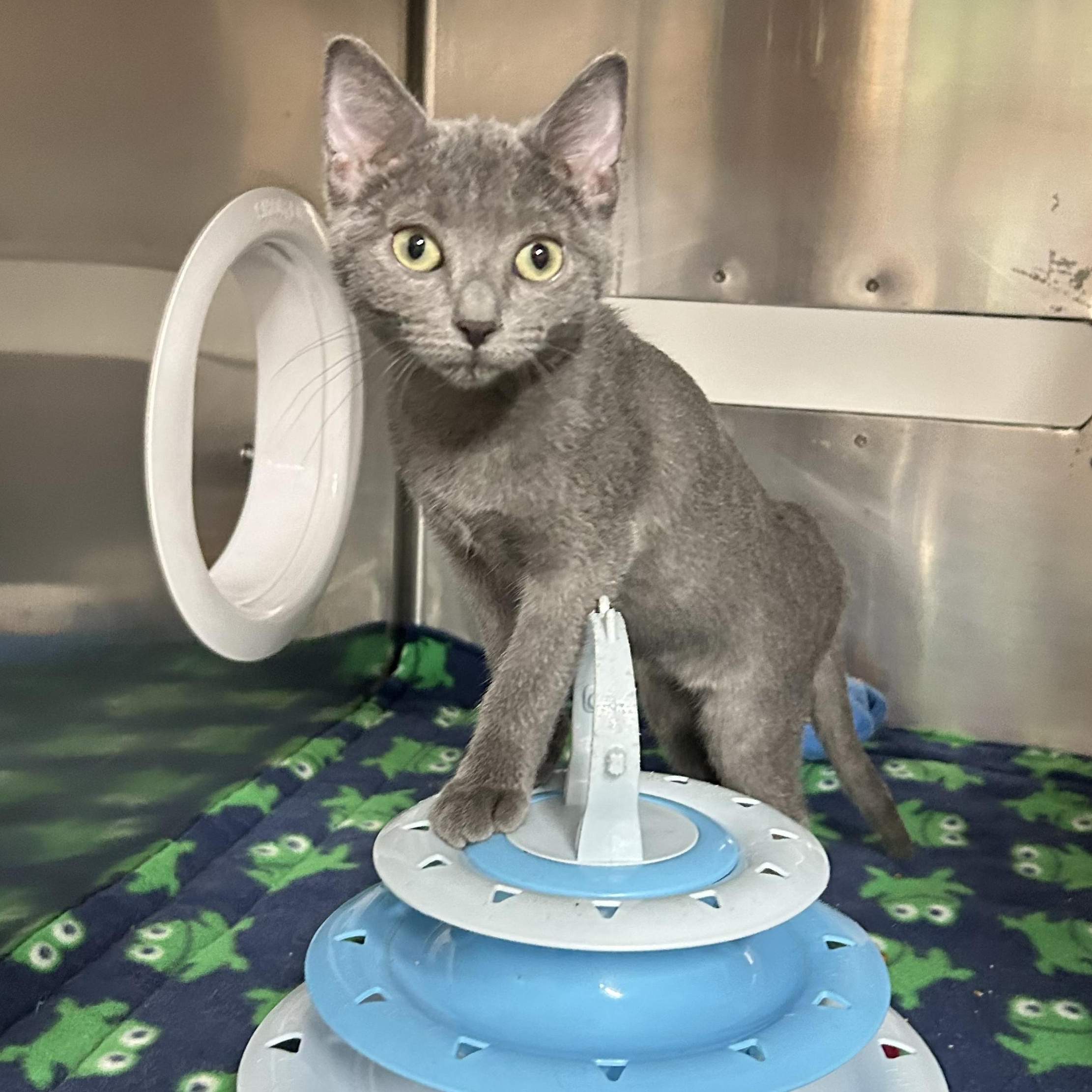 Cricket, an adopted Domestic Short Hair in Crestwood, MO image 3/6