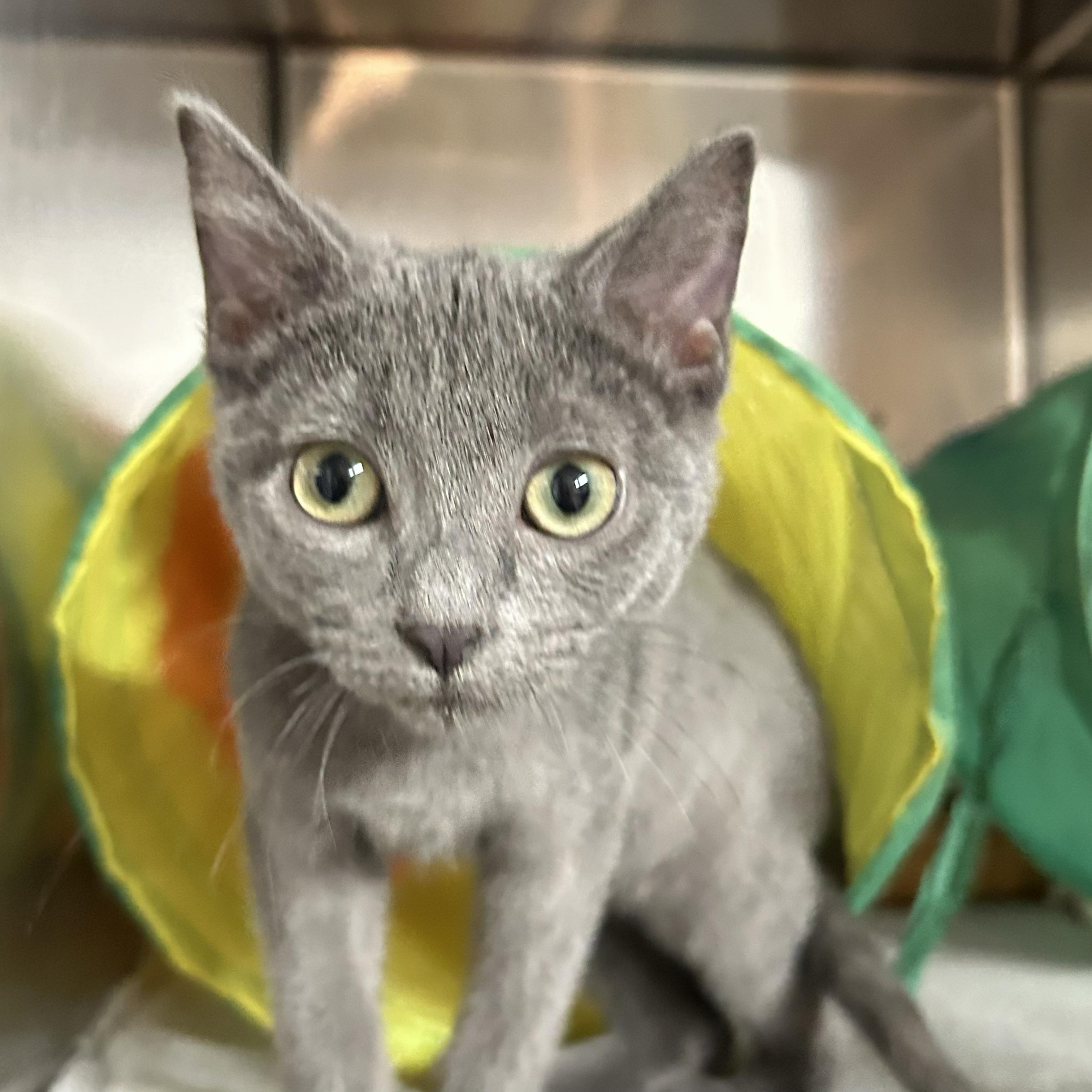 Cricket, an adopted Domestic Short Hair in Crestwood, MO image 2/6