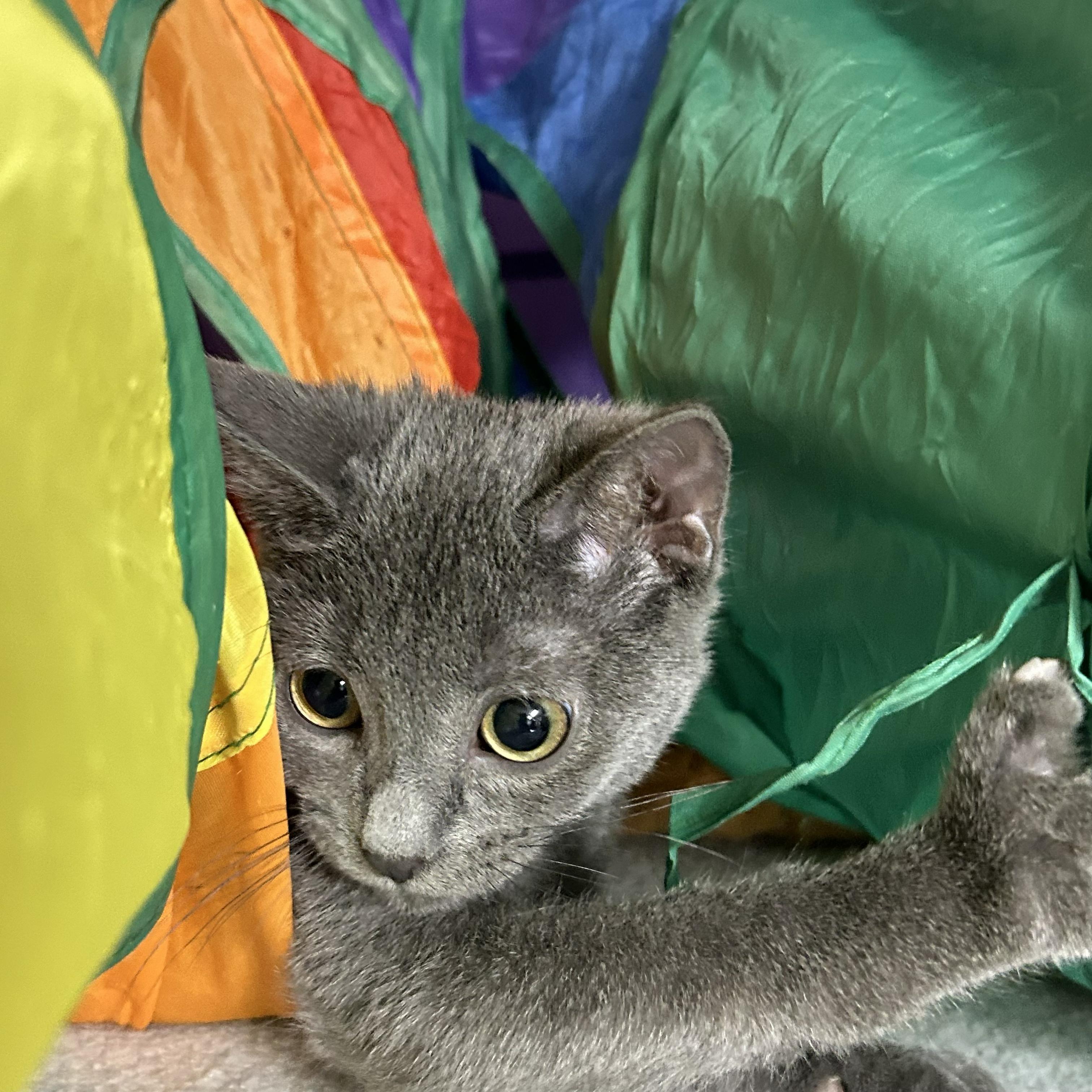 Cricket, an adopted Domestic Short Hair in Crestwood, MO image 6/6