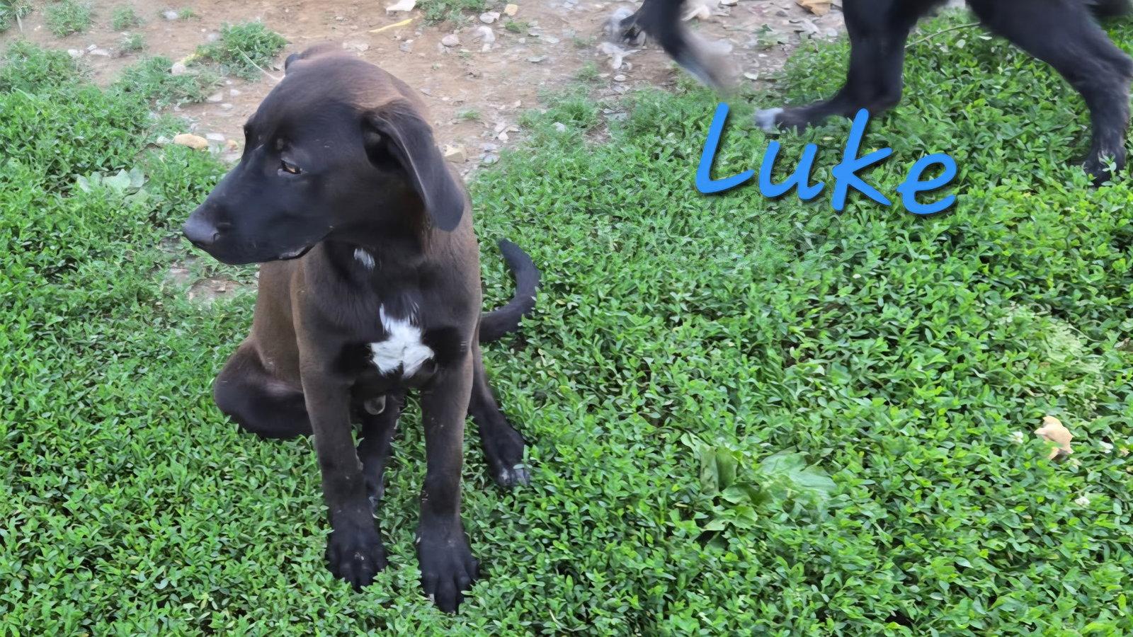 Luke, Adoptable, Young Male Labrador Retriever.