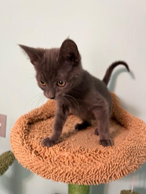 Enlarge Ames (Gains - Siamese is bonded to Ames), a Adoptable mixed breed in North Haven, CT image 6/6