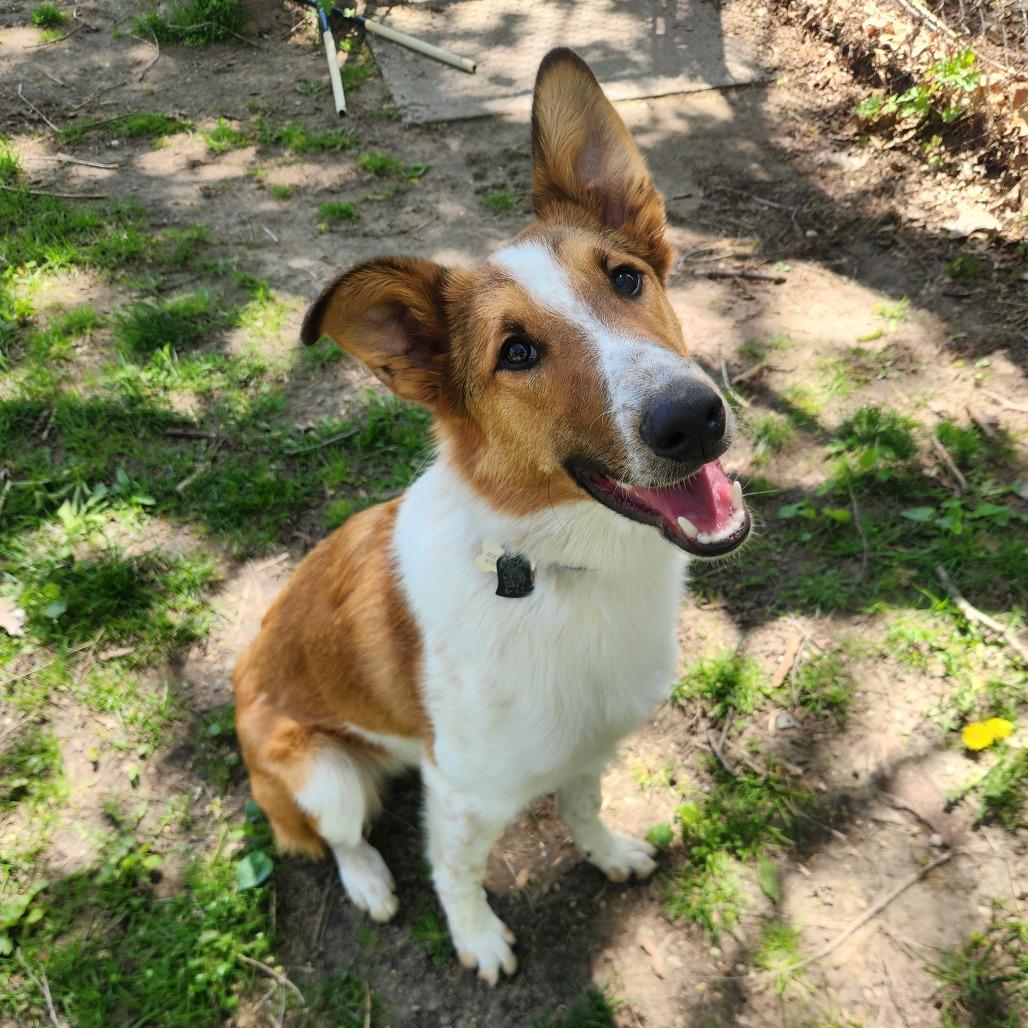 Enlarge Tofu , a ADOPTABLE mixed breed in Fenton, MI image 1/1
