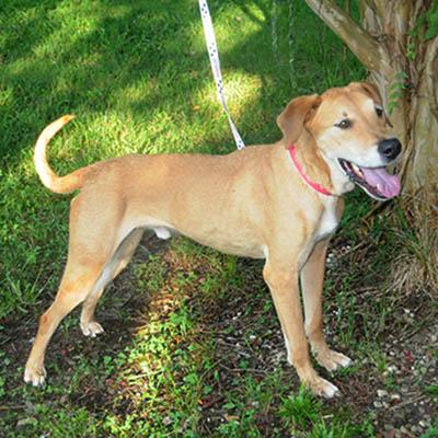 Enlarge Sarge, a Adoptable mixed breed in Asheville, NC image 4/6