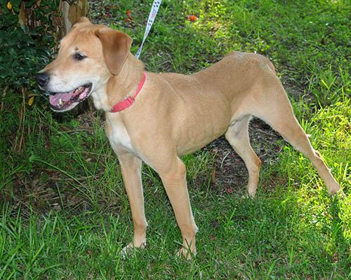 Enlarge Sarge, a Adoptable mixed breed in Asheville, NC image 1/6