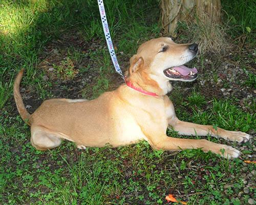 Enlarge Sarge, a Adoptable mixed breed in Asheville, NC image 2/6
