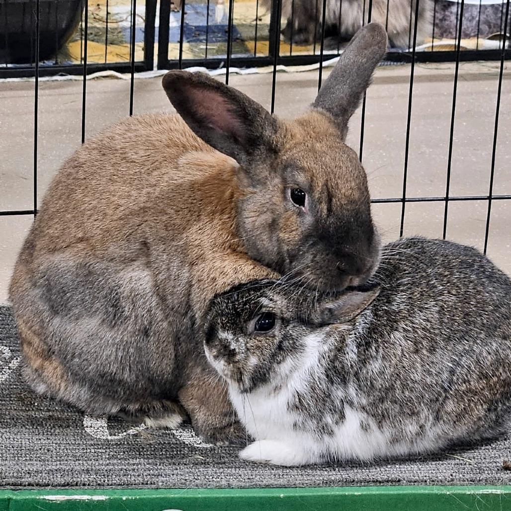 Ty with Ginger, a Adoptable Bunny Rabbit in Erie, CO image 2/6