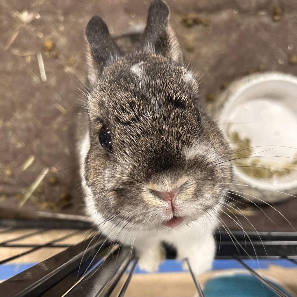 Ty with Ginger, a Adoptable Bunny Rabbit in Erie, CO image 3/6