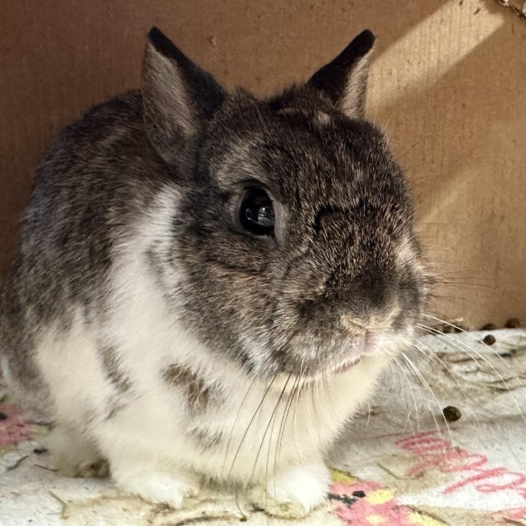 Ty with Ginger, a Adoptable Bunny Rabbit in Erie, CO image 4/6
