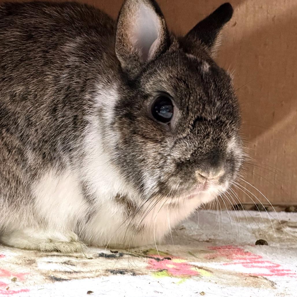 Ty with Ginger, a Adoptable Bunny Rabbit in Erie, CO image 5/6