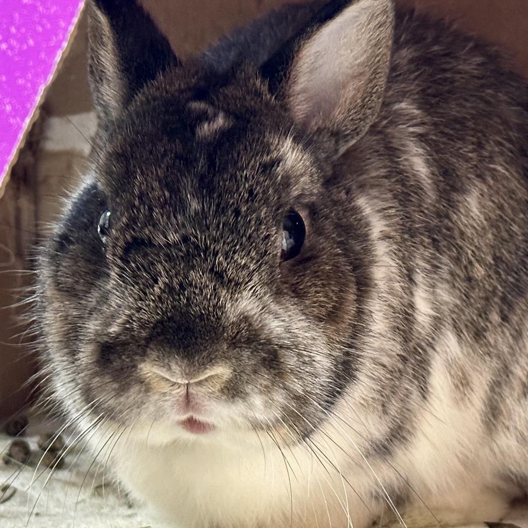 Ty with Ginger, a Adoptable Bunny Rabbit in Erie, CO image 6/6
