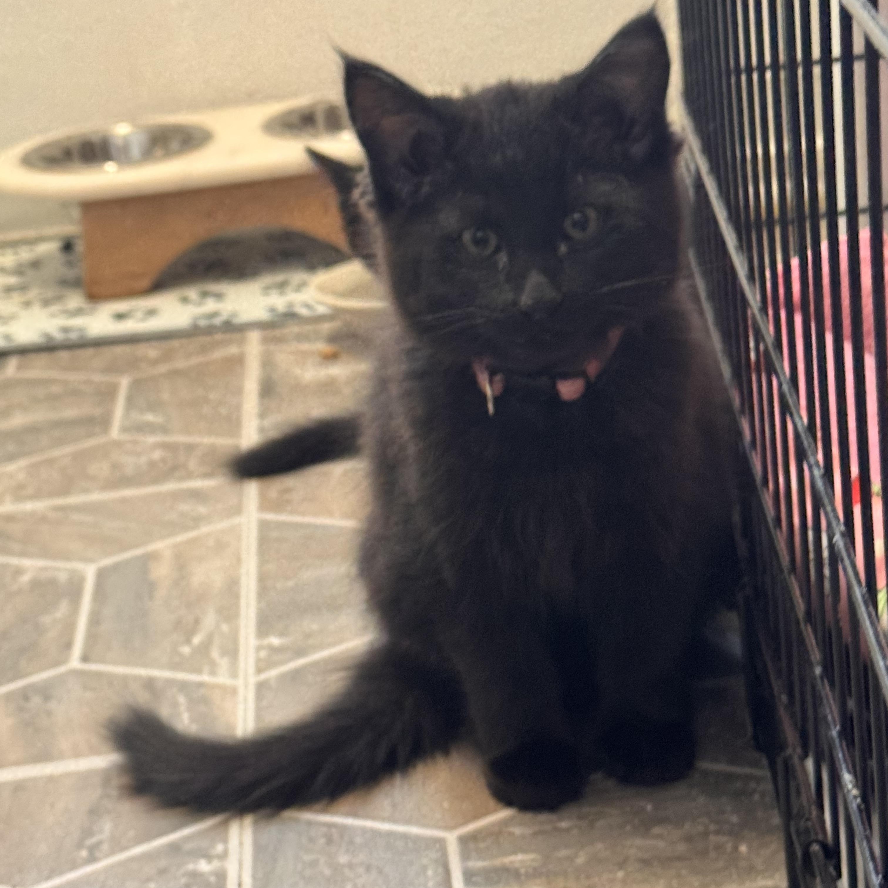 Sporty Spice, adopted, Kitten Male Domestic Long Hair.