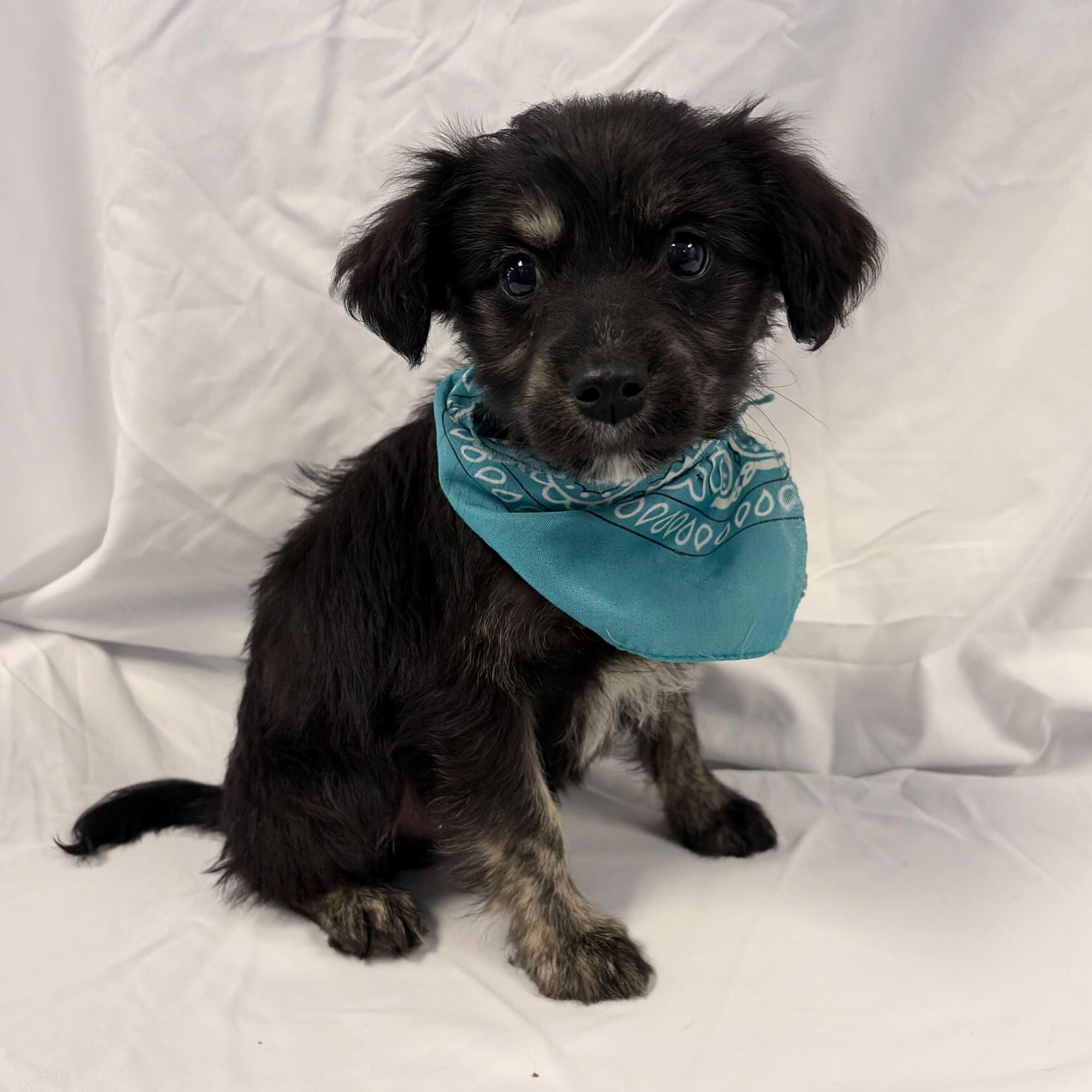 Enlarge Max, an adopted Mixed Breed in Canal Winchester, OH image 1/1