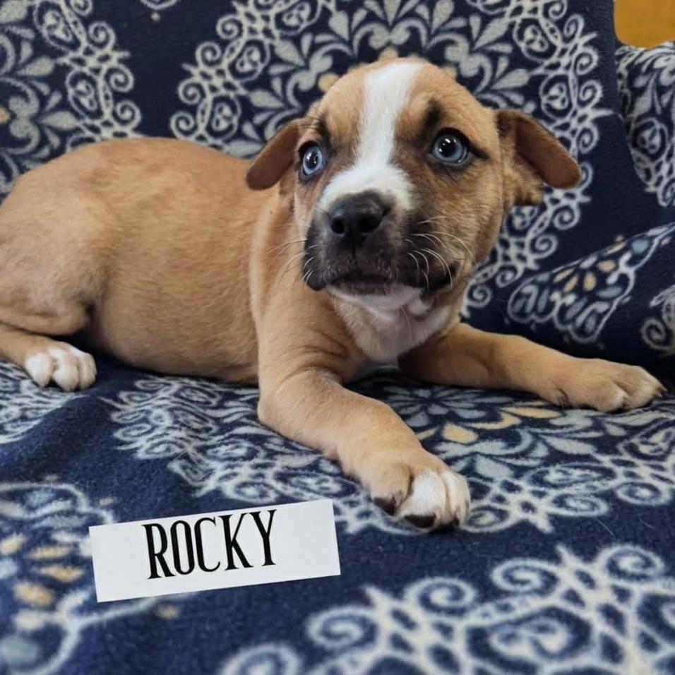 Rocky, Adoptable, Puppy Female Black Mouth Cur & Husky.