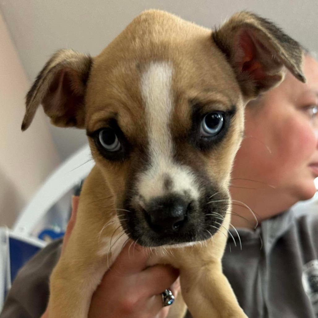 Enlarge Rocky, a Adoptable mixed breed in Griswold, CT image 2/2