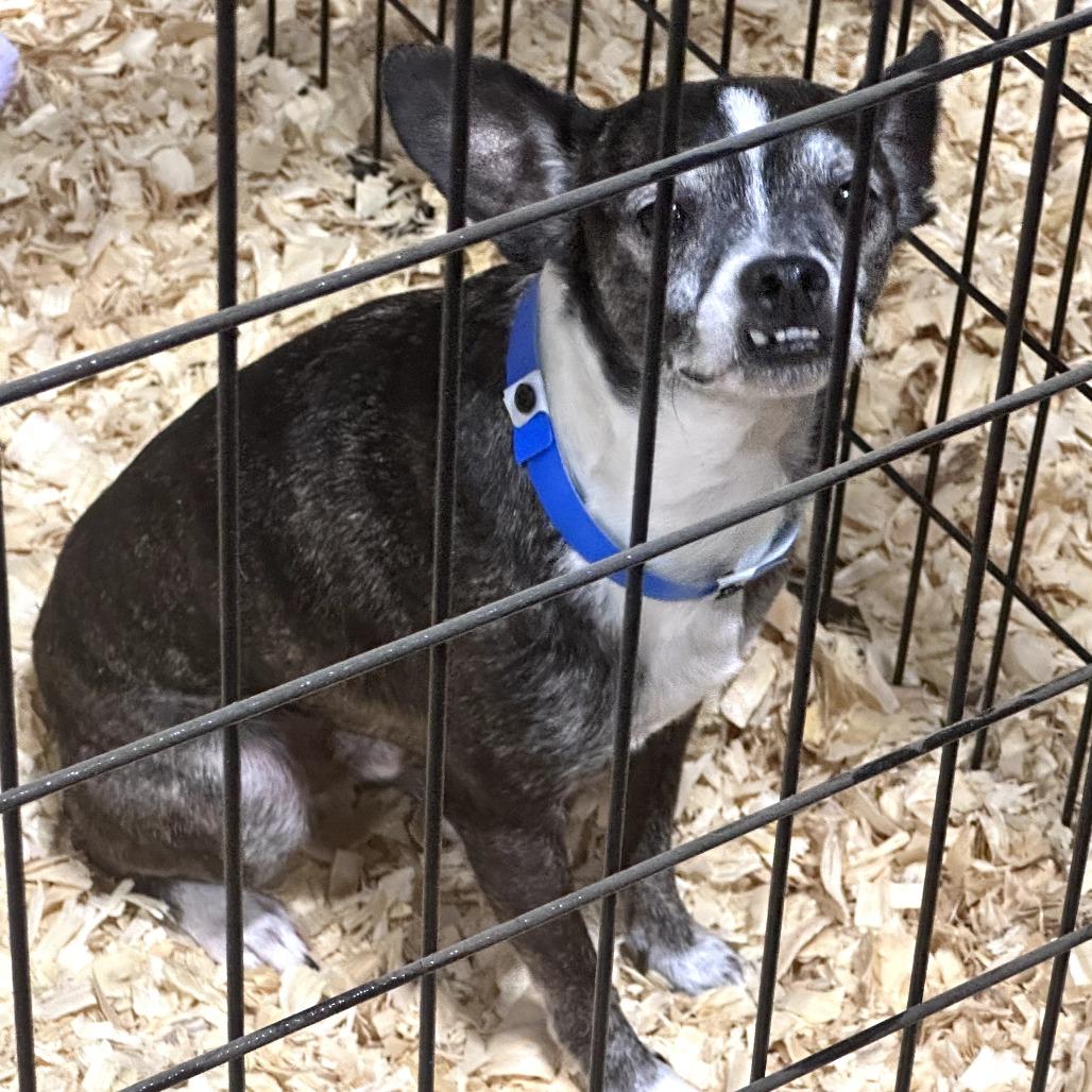 Enlarge Taz, a ADOPTABLE mixed breed in Kansas City, KS image 2/2