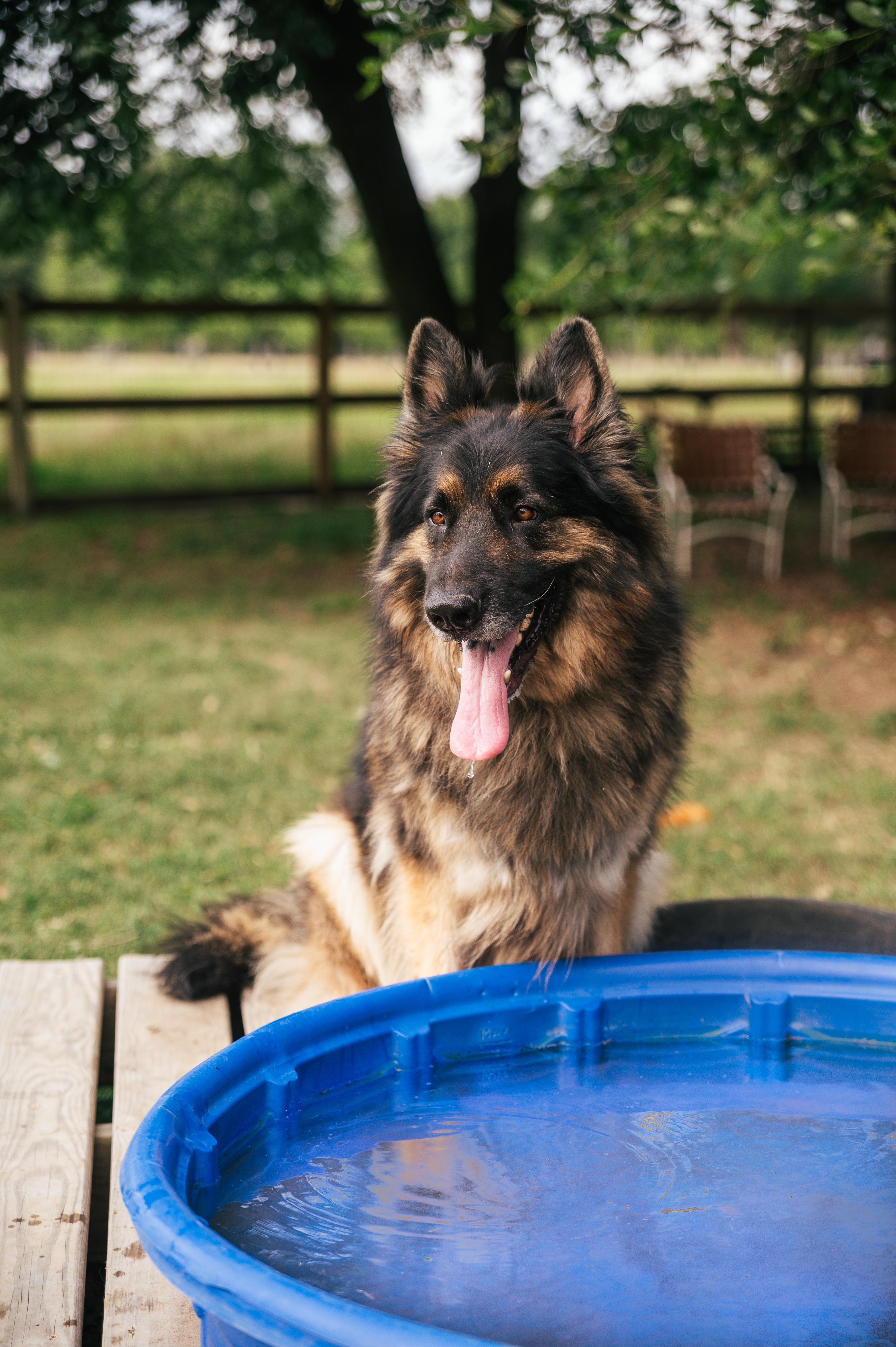 Enlarge Roger, a Adopted German Shepherd Dog in Magnolia, TX image 2/5