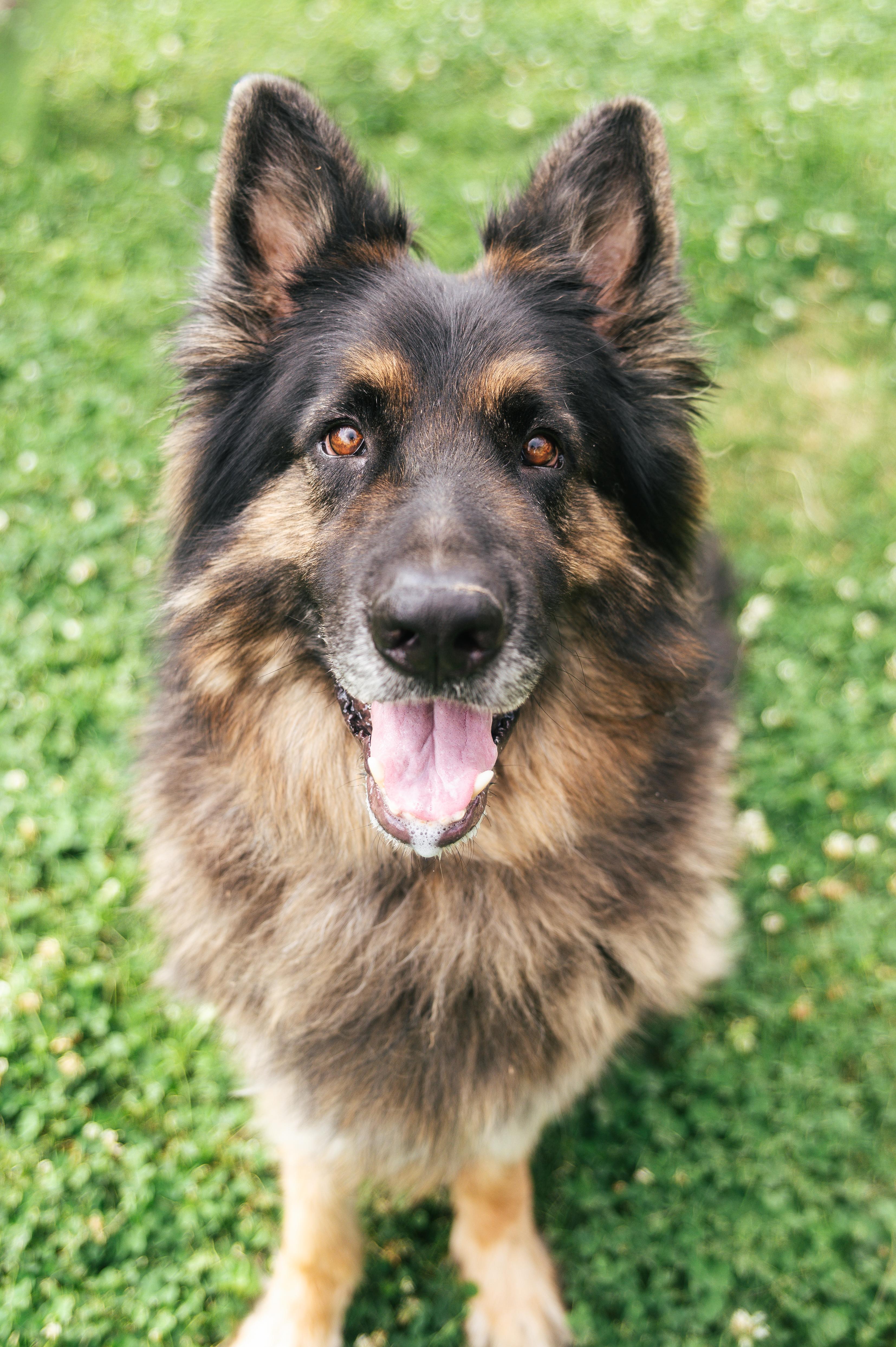 Enlarge Roger, a Adopted German Shepherd Dog in Magnolia, TX image 1/5