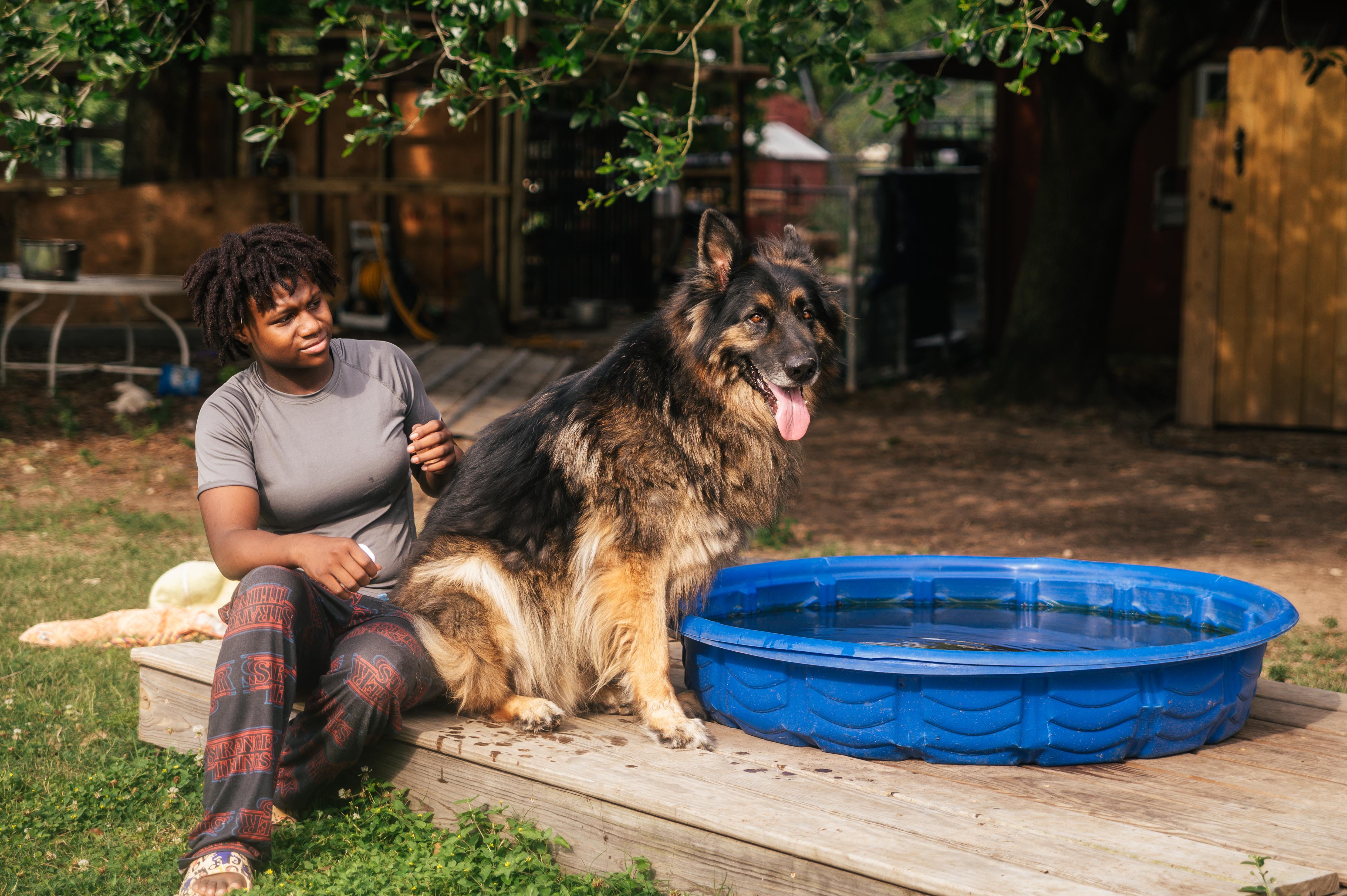 Enlarge Roger, a Adopted German Shepherd Dog in Magnolia, TX image 3/5