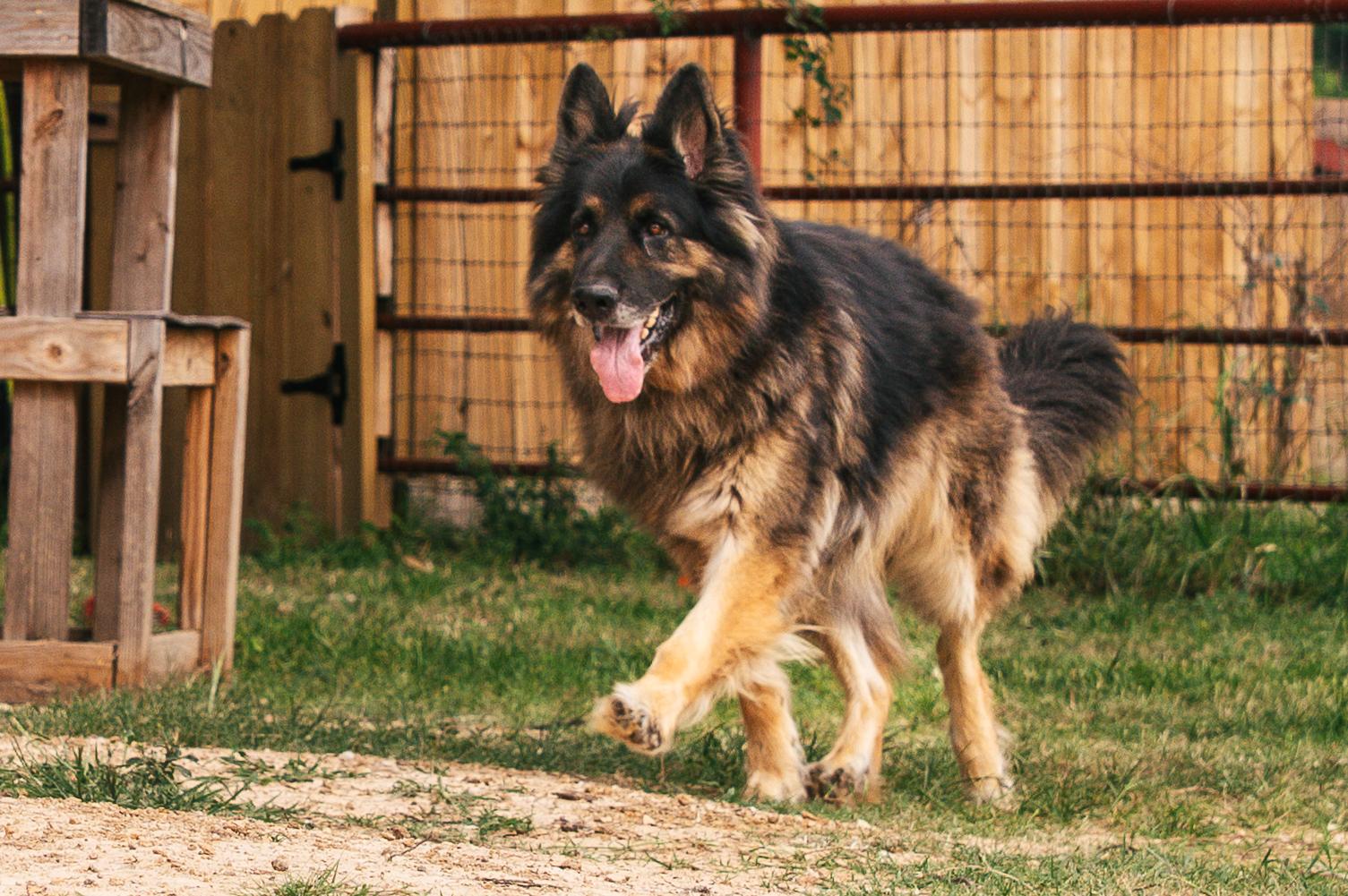 Enlarge Roger, a Adopted German Shepherd Dog in Magnolia, TX image 5/5