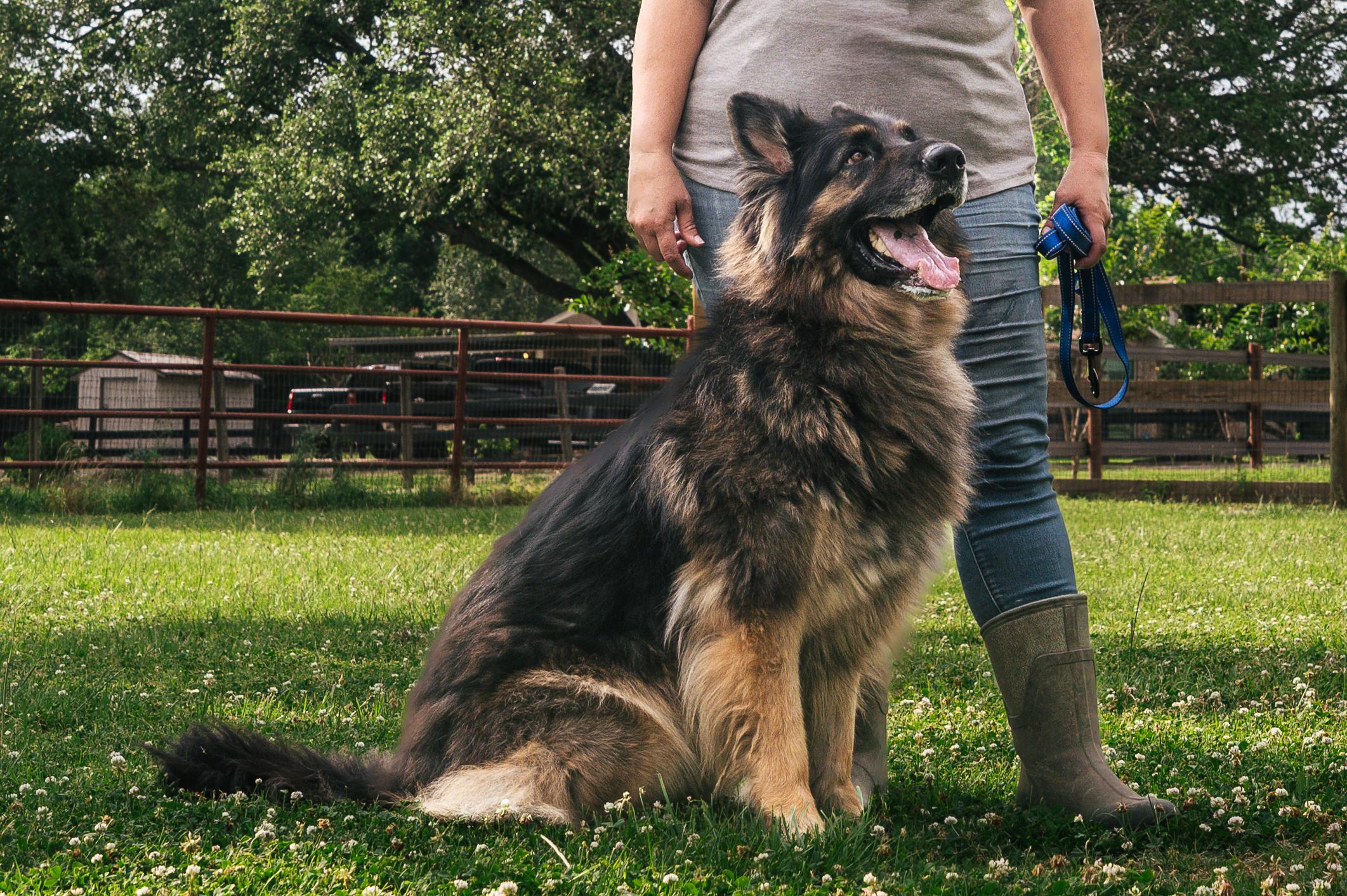 Enlarge Roger, a Adopted German Shepherd Dog in Magnolia, TX image 4/5