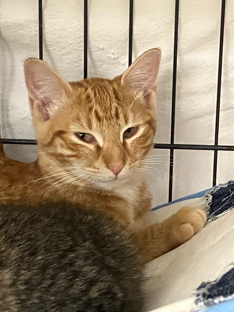 Enlarge Sunkist, a Adoptable mixed breed in Lunenburg, MA image 1/1