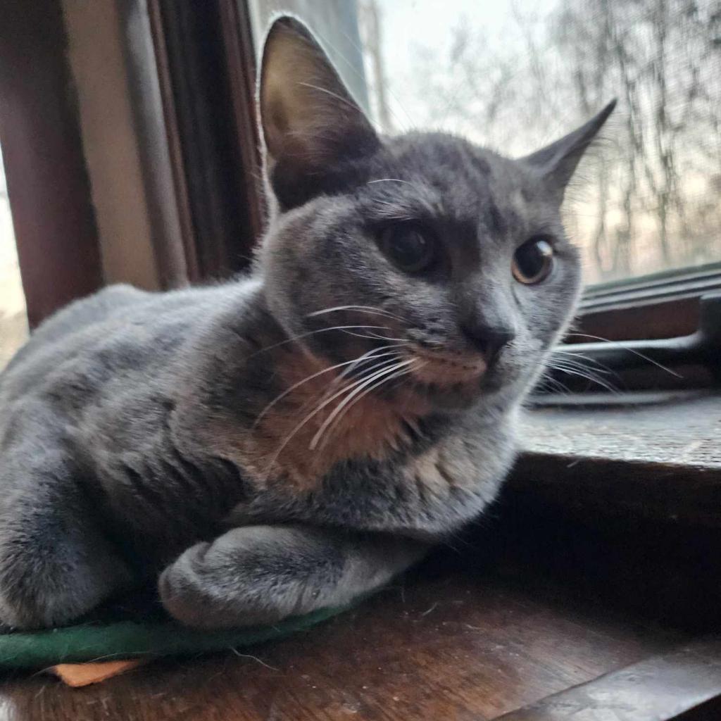 Enlarge Persephone, a Adoptable Domestic Short Hair in Newton, IA image 1/2