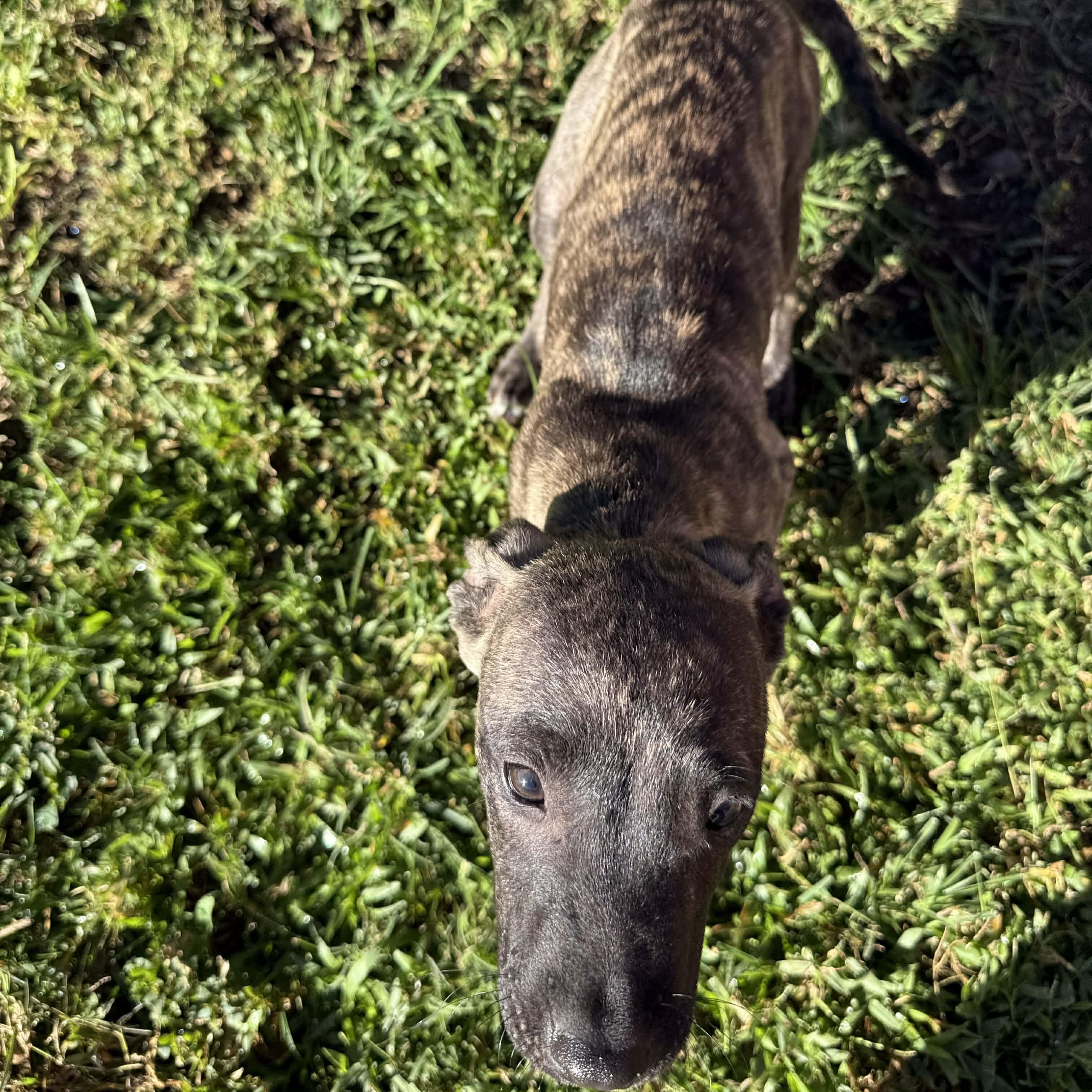 Enlarge Smoky, a ADOPTABLE mixed breed in ISABELA, PR image 4/4