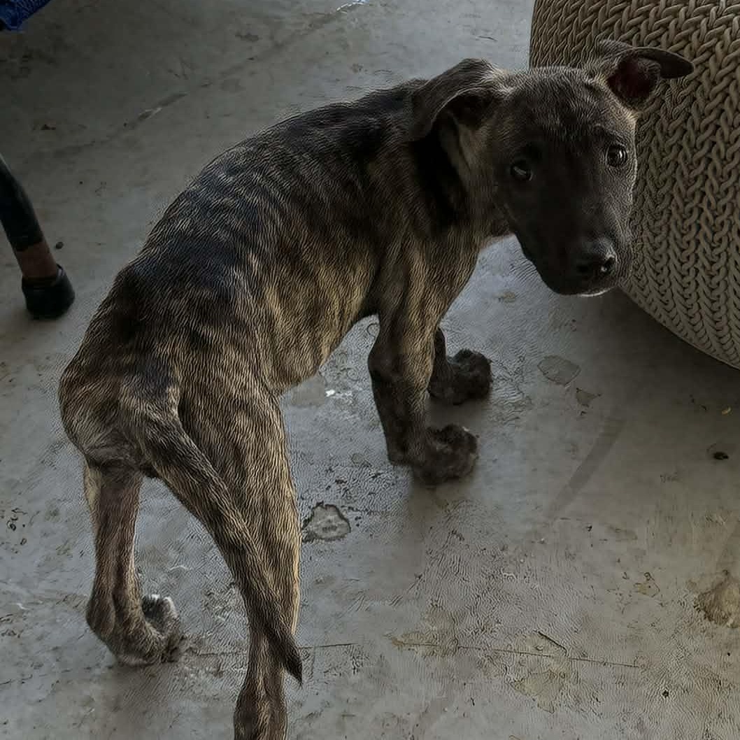 Enlarge Smoky, a ADOPTABLE mixed breed in ISABELA, PR image 3/4