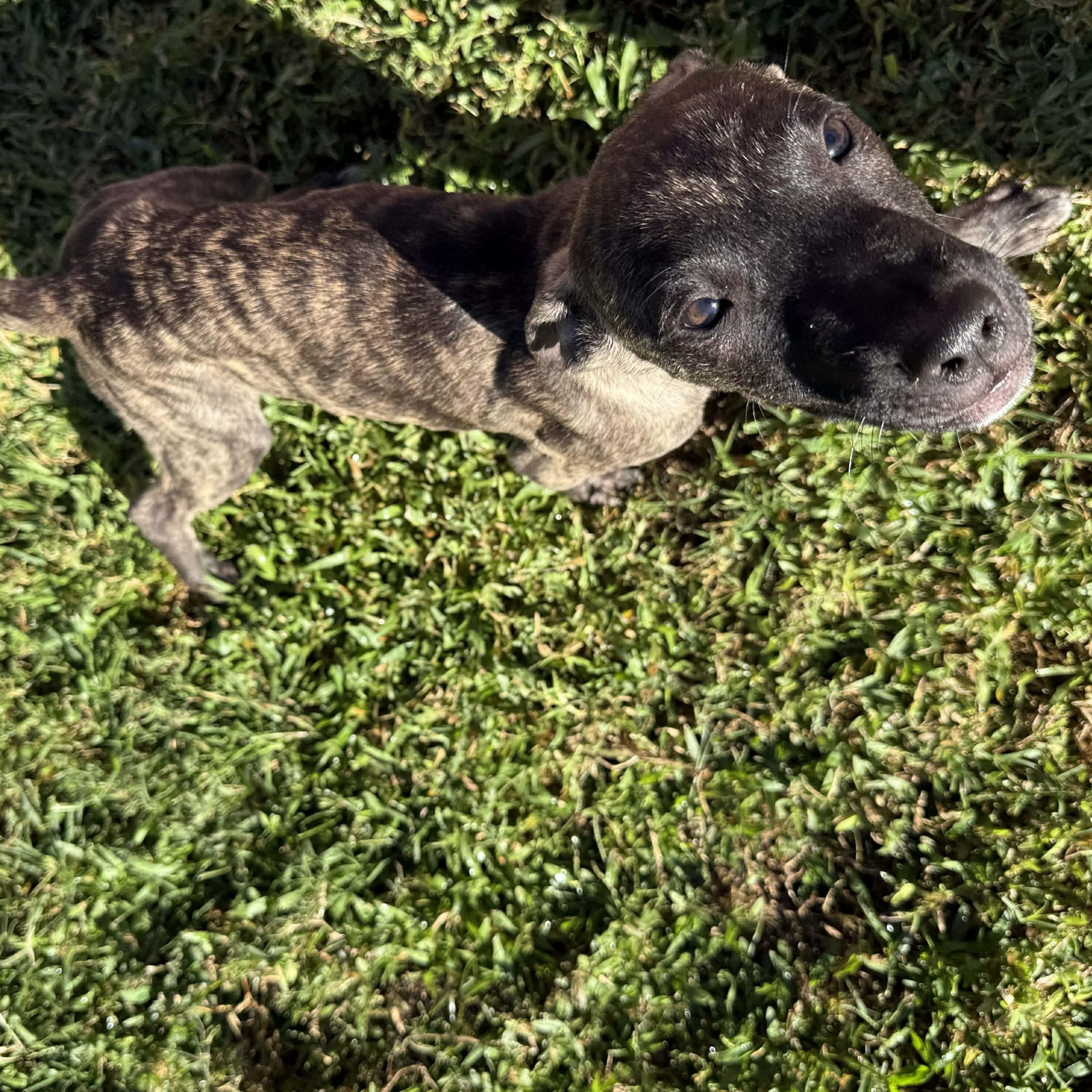 Enlarge Smoky, a ADOPTABLE mixed breed in ISABELA, PR image 2/4